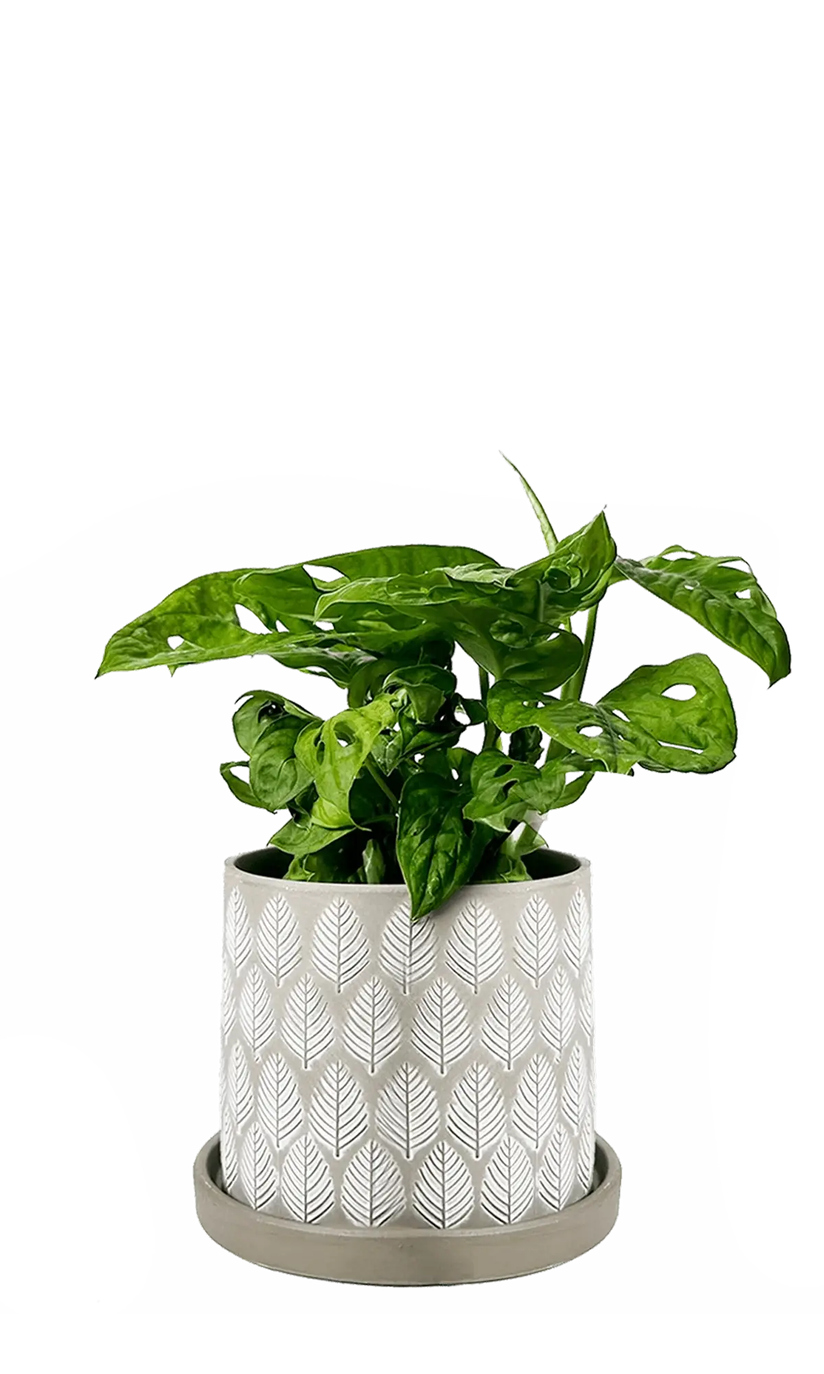 Chive Balter ceramic planter in light grey with an embossed leaf pattern, styled with a mini monstera.