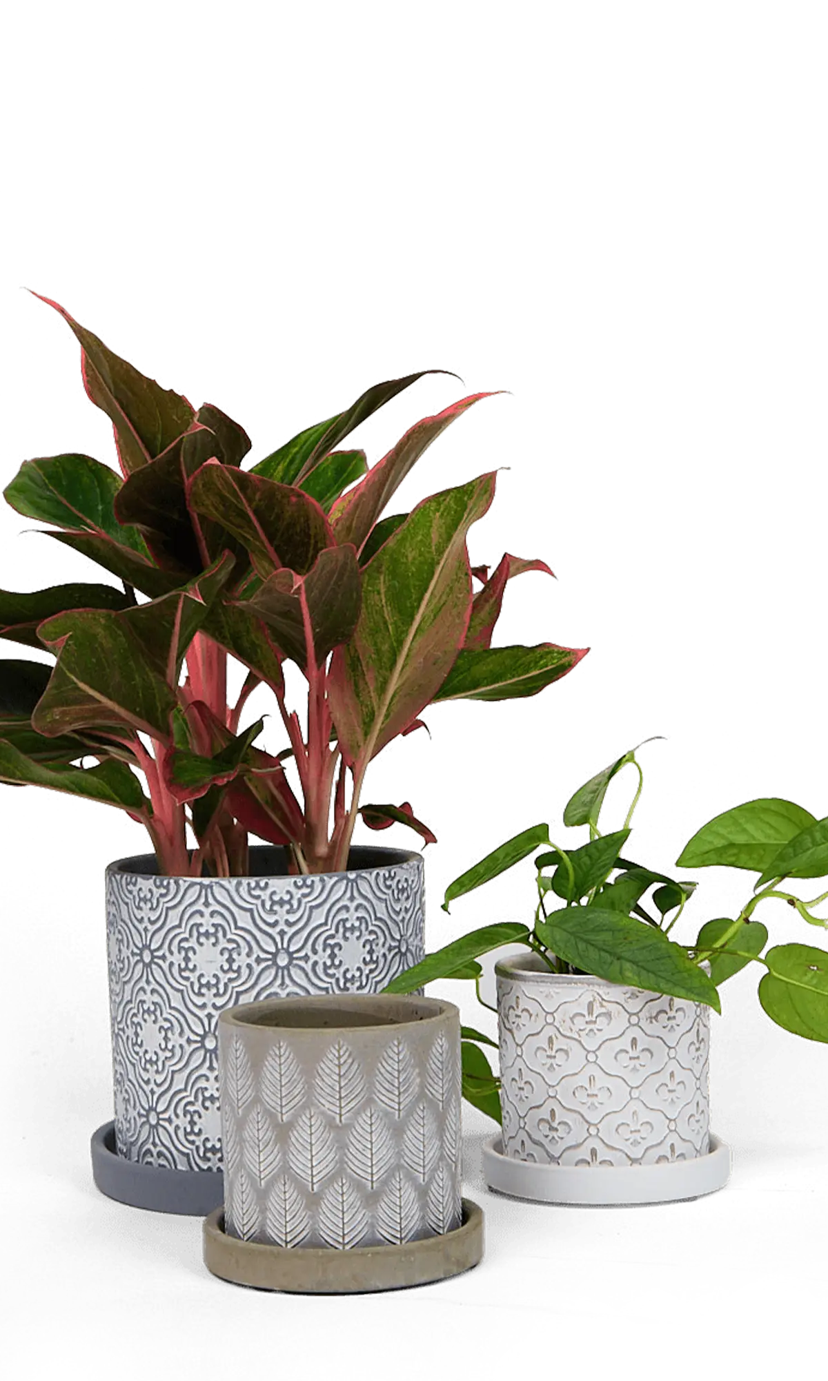 Chive Balter grey ceramic planters with embossed paisley, leaf, and fleur-de-lis patterns.