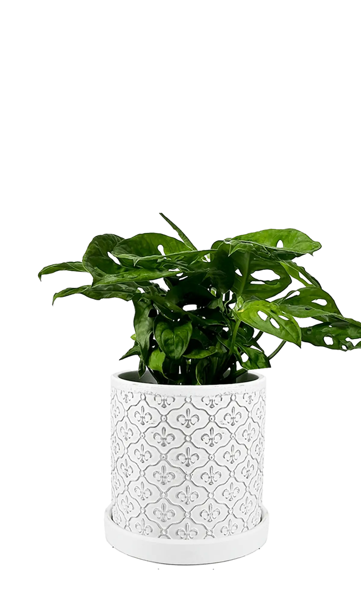 Chive Balter white ceramic planter with fleur-de-lis pattern, styled with a mini monstera plant.