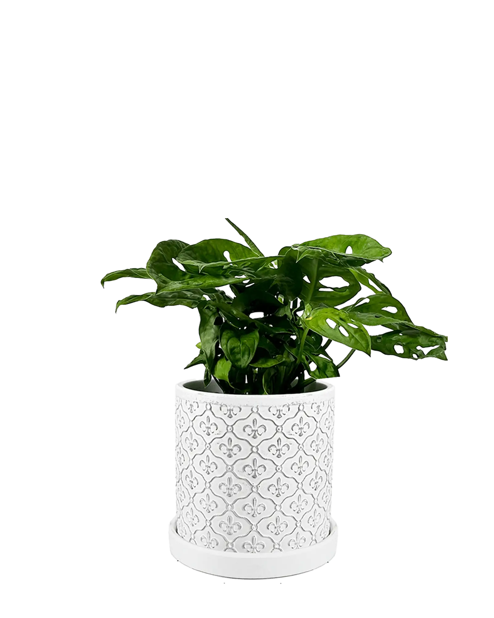 Chive Balter white ceramic planter with fleur-de-lis pattern, styled with a mini monstera plant.