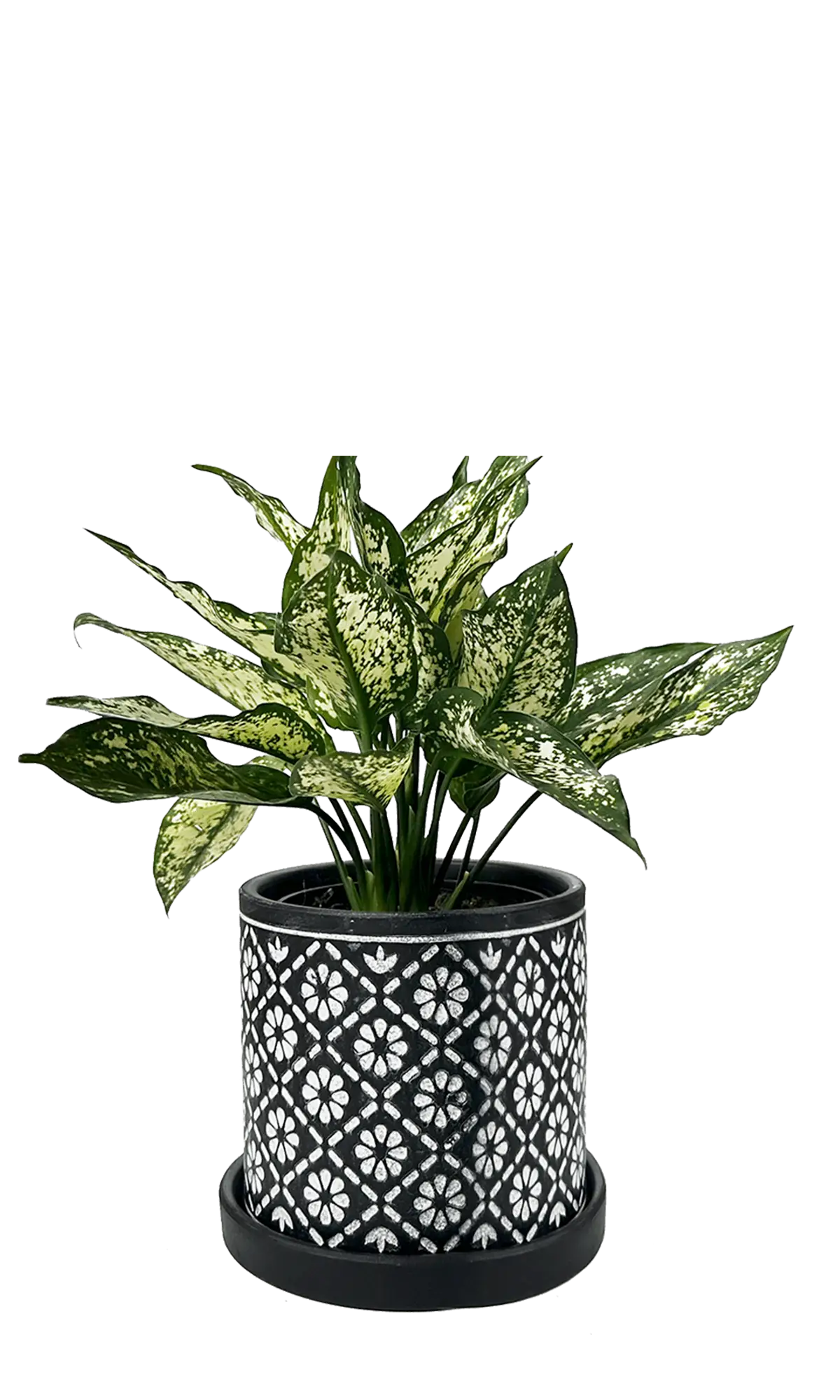 Chive Balter dark navy ceramic planter with white floral tile pattern, styled with a green aglaonema.