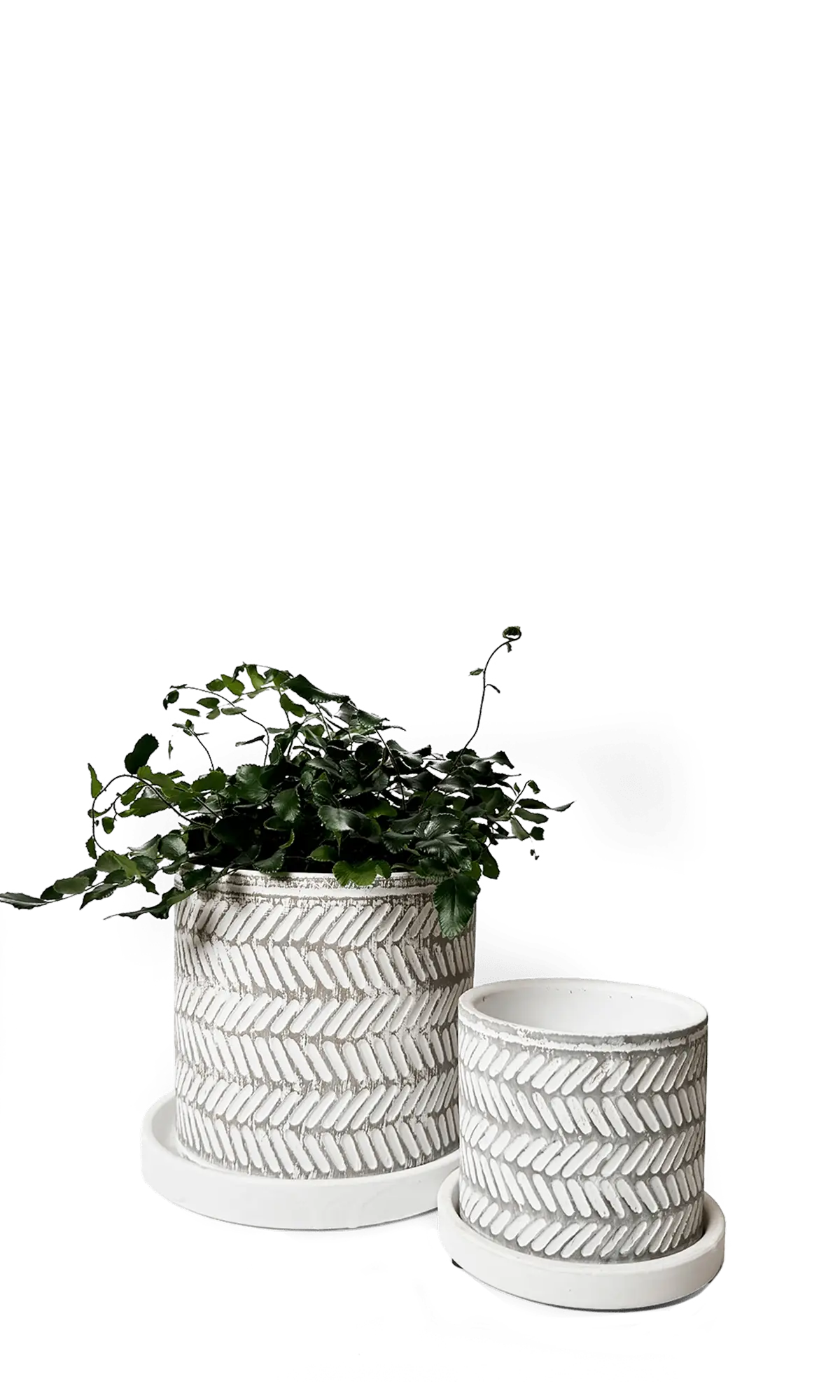 Chive Balter white leaves ceramic planters in two sizes with herringbone leaf pattern and matching saucers.