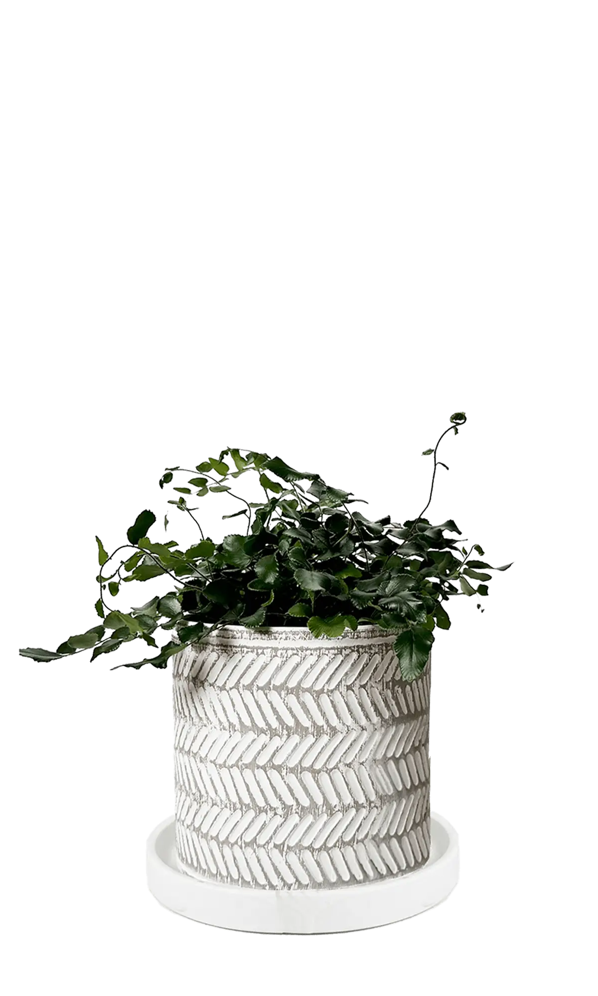 Chive Balter white leaves ceramic planter with embossed herringbone leaf pattern, styled with a trailing vine.
