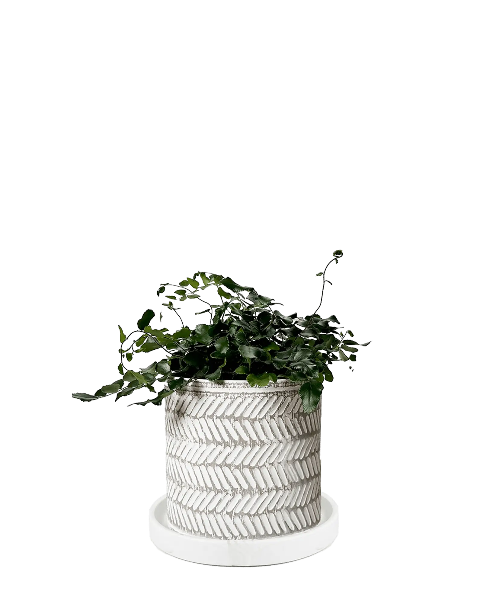 Chive Balter white leaves ceramic planter with embossed herringbone leaf pattern, styled with a trailing vine.