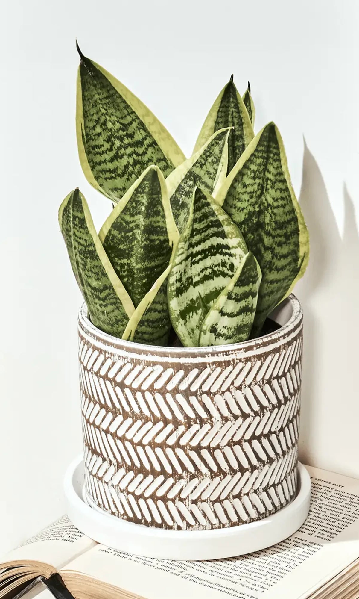 Chive Balter white leaves ceramic planter with embossed herringbone leaf pattern, styled with a snake plant indoor.
