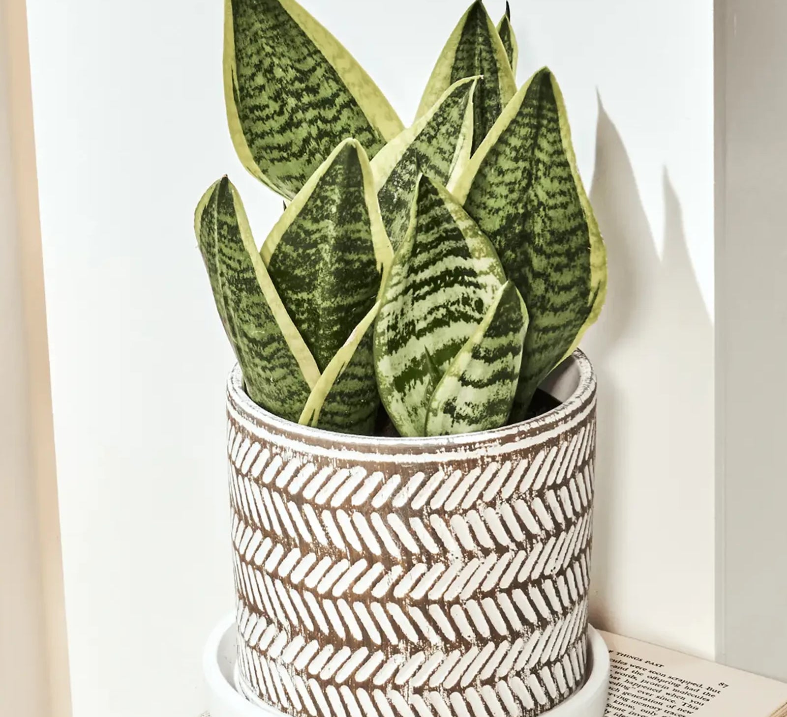 Chive Balter small white leaves ceramic pot with styled with a snake plant in a bright room against a white wall.