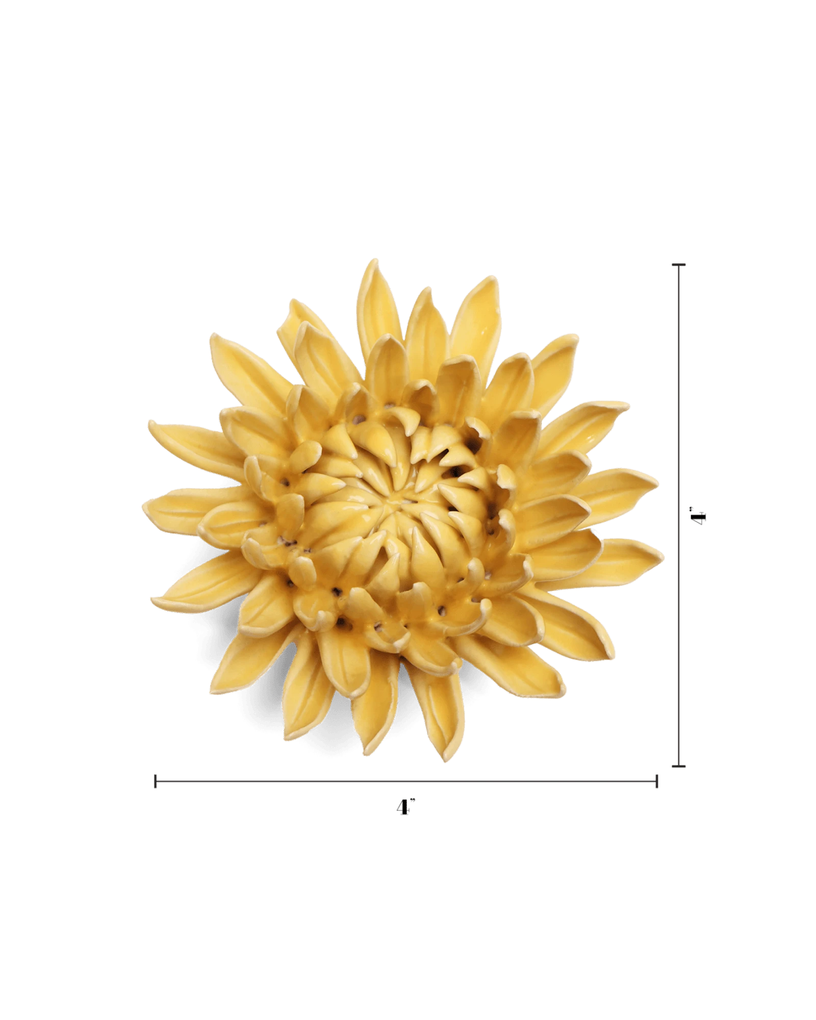 Chive November Birth Flower Chrysanthemum buttercup yellow ceramic flower size chart showing height and width dimensions.