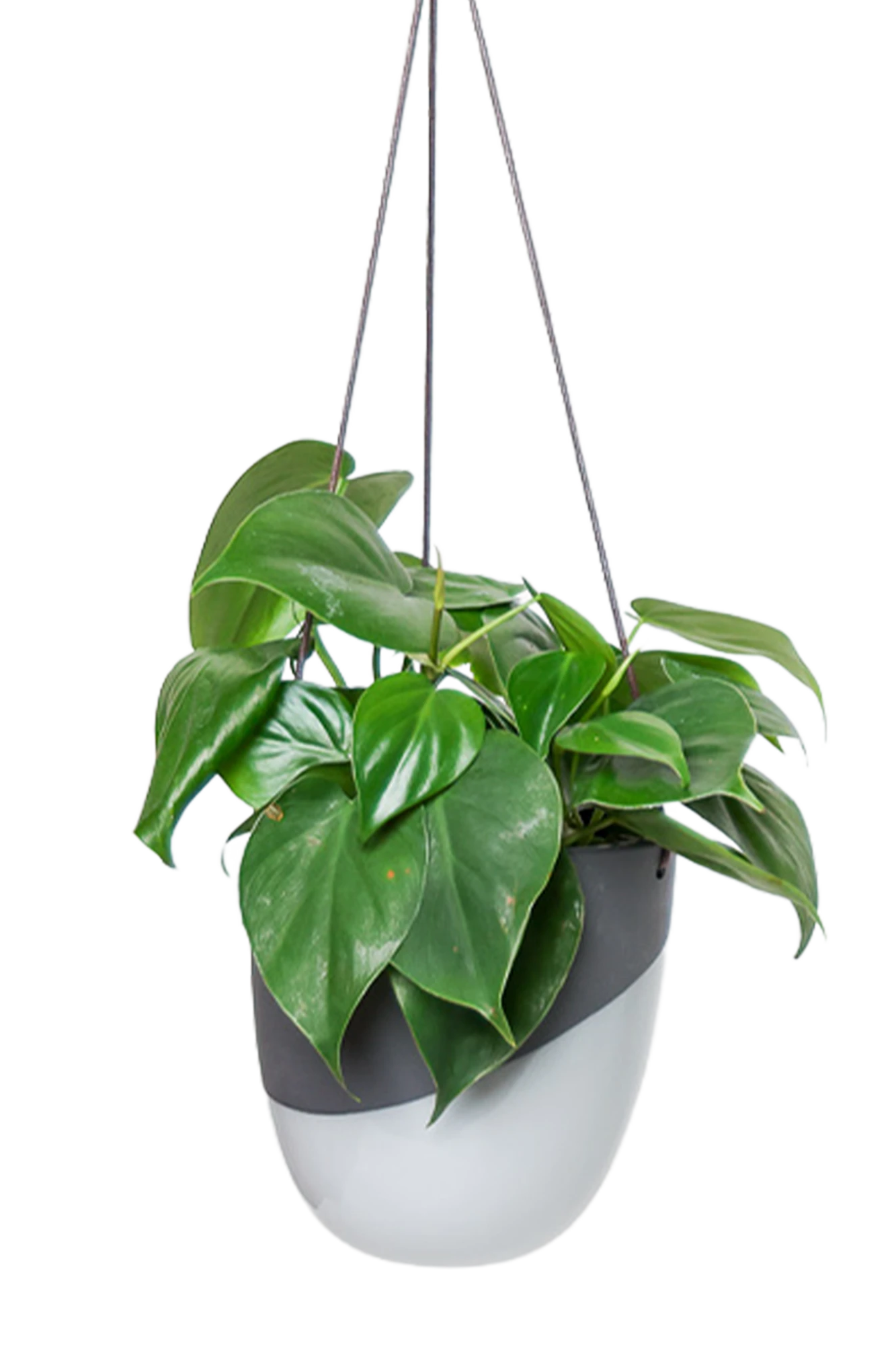 Chive Bobbin black porcelain hanging planter pot without drainage styled with a philodendron plant.