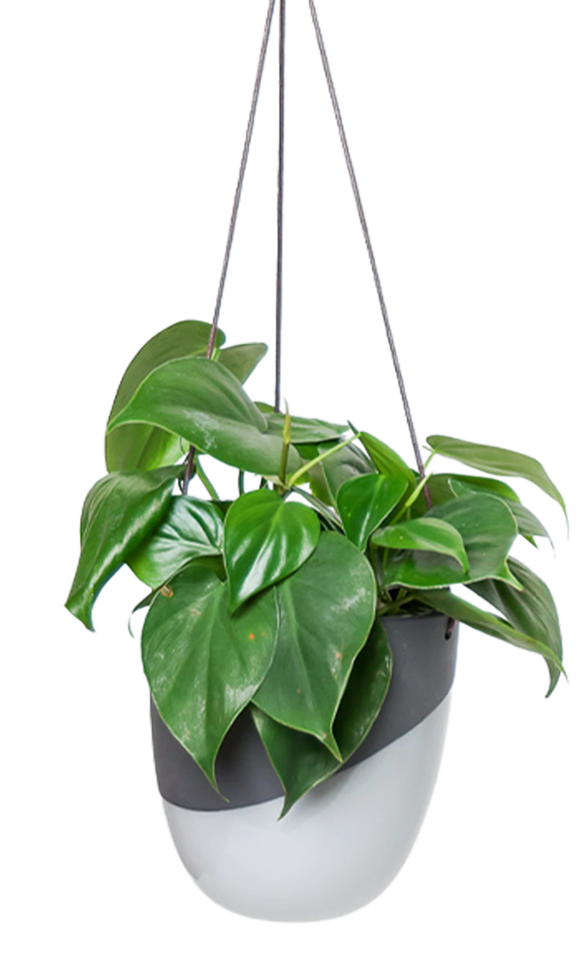 Chive Bobbin black porcelain hanging planter pot without drainage styled with a philodendron plant.