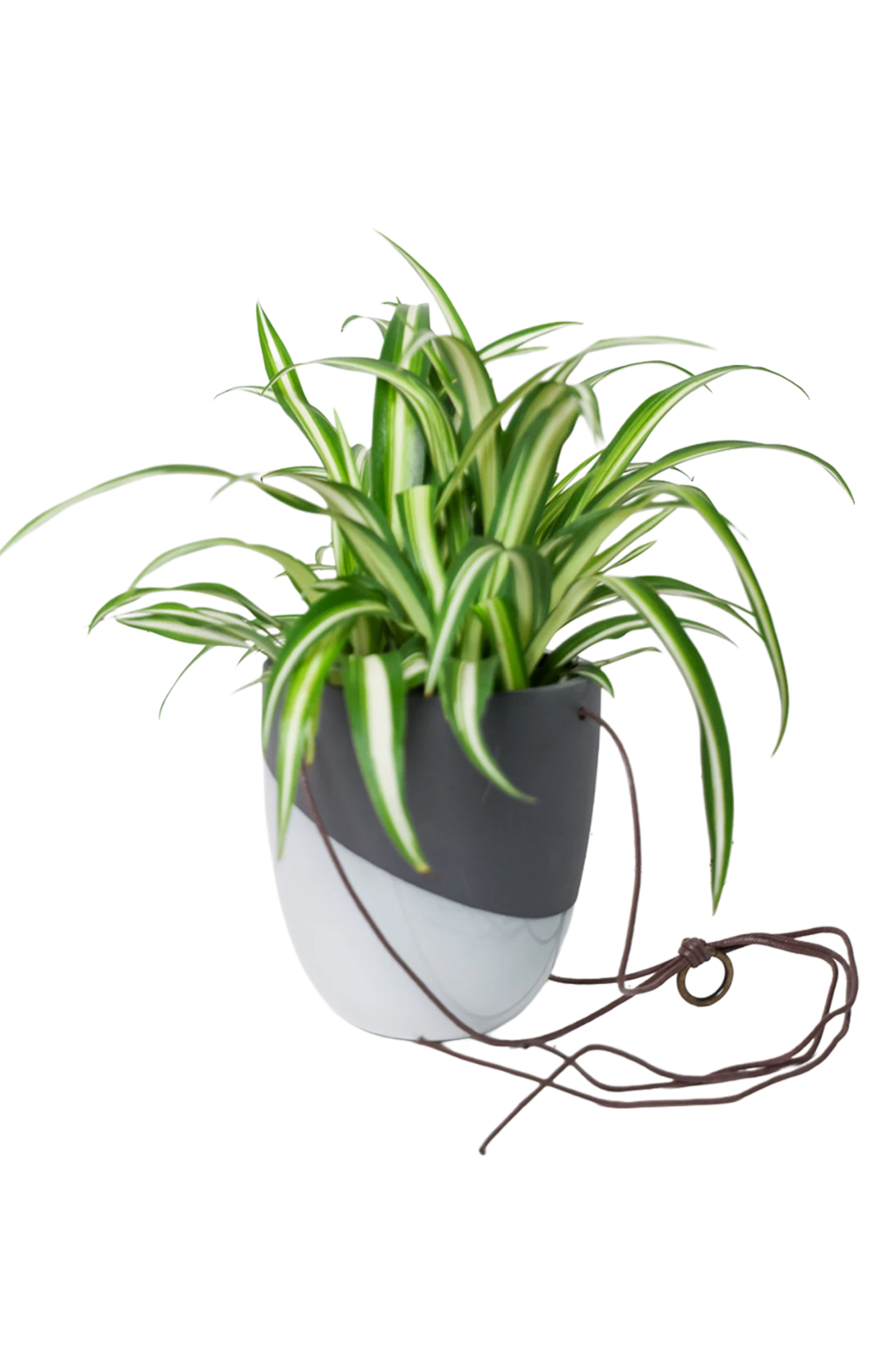 Chive Bobbin black porcelain hanging planter pot with no drainage styled with a spider plant.