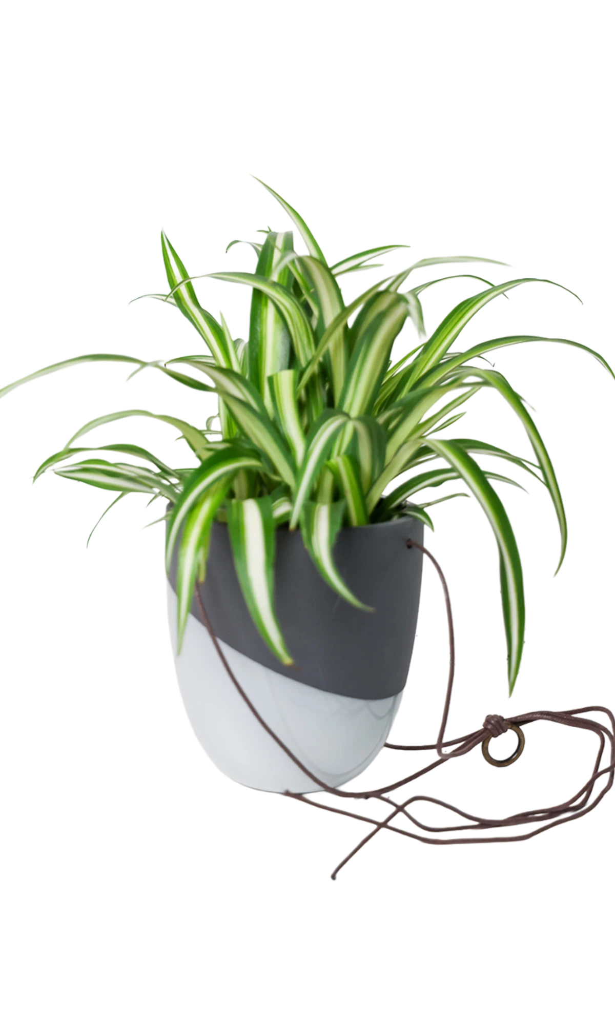 Chive Bobbin black porcelain hanging planter pot with no drainage styled with a spider plant.