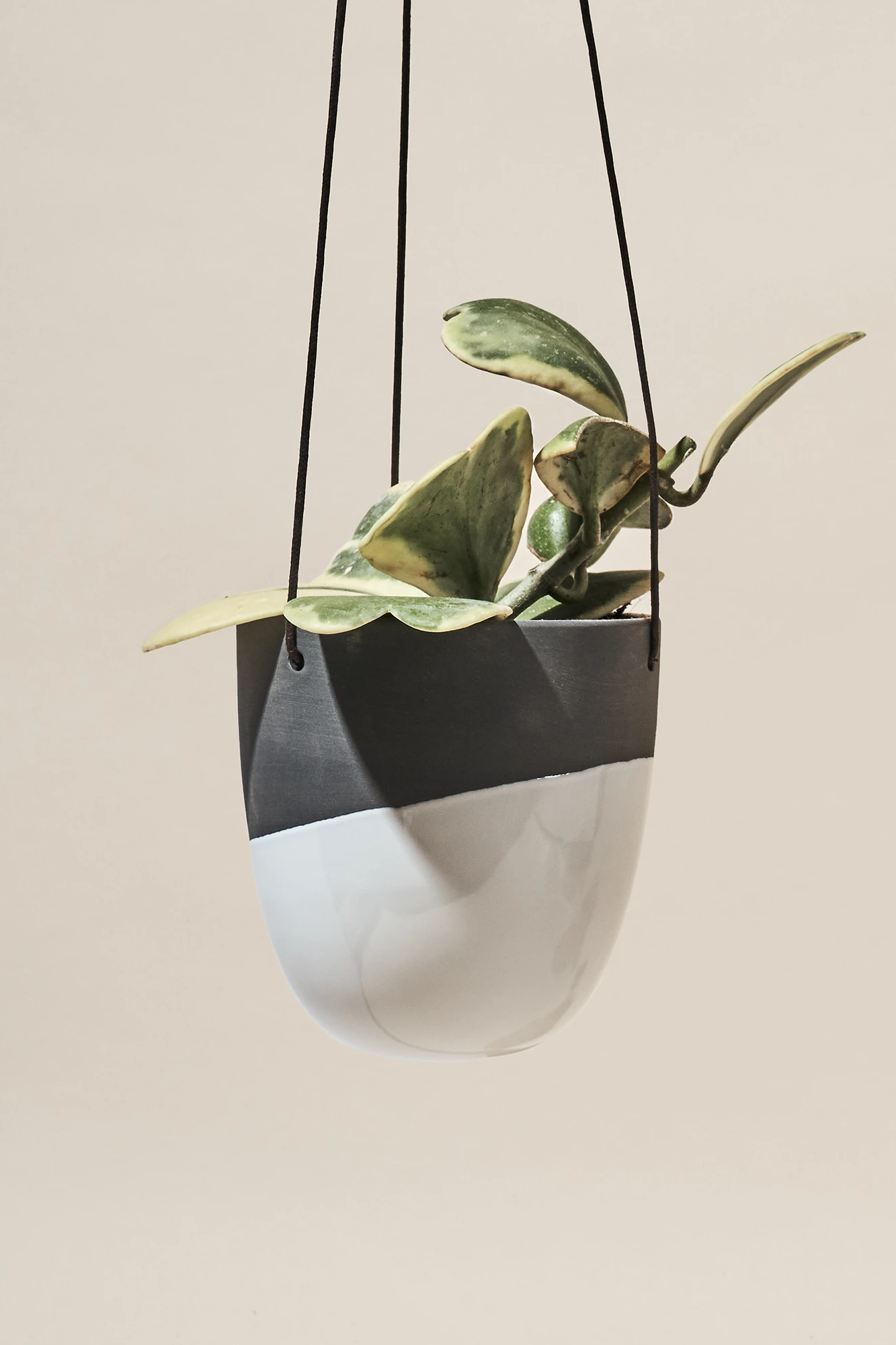 Chive Bobbin black porcelain hanging planters styled with plants against a neutral background.
