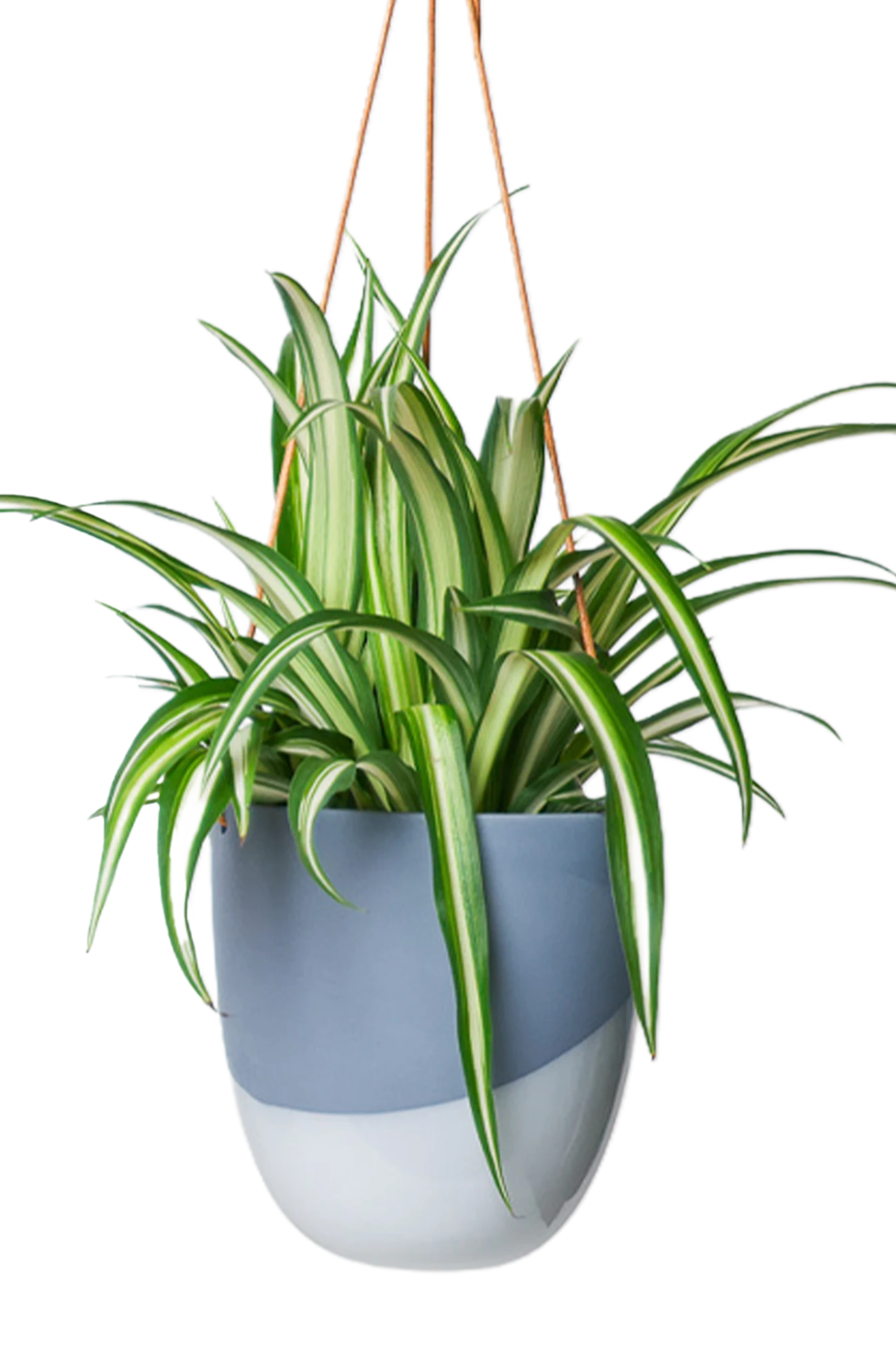 Chive Bobbin blue grey porcelain hanging planter pot with no drainage styled with a spider plant.