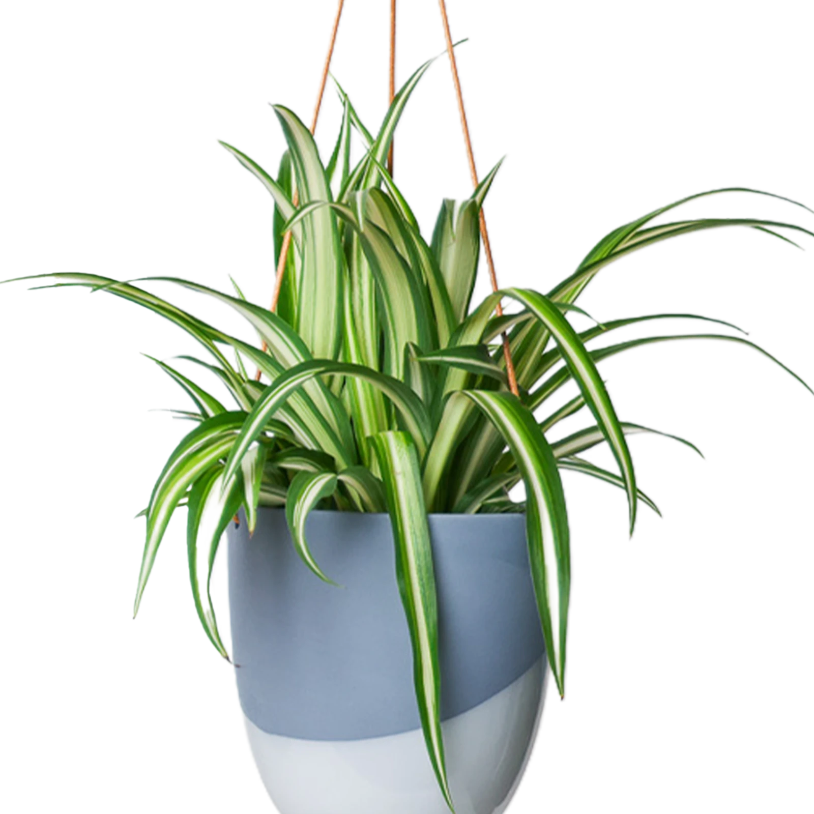 Chive Bobbin blue grey porcelain hanging planter pot with no drainage styled with a spider plant.