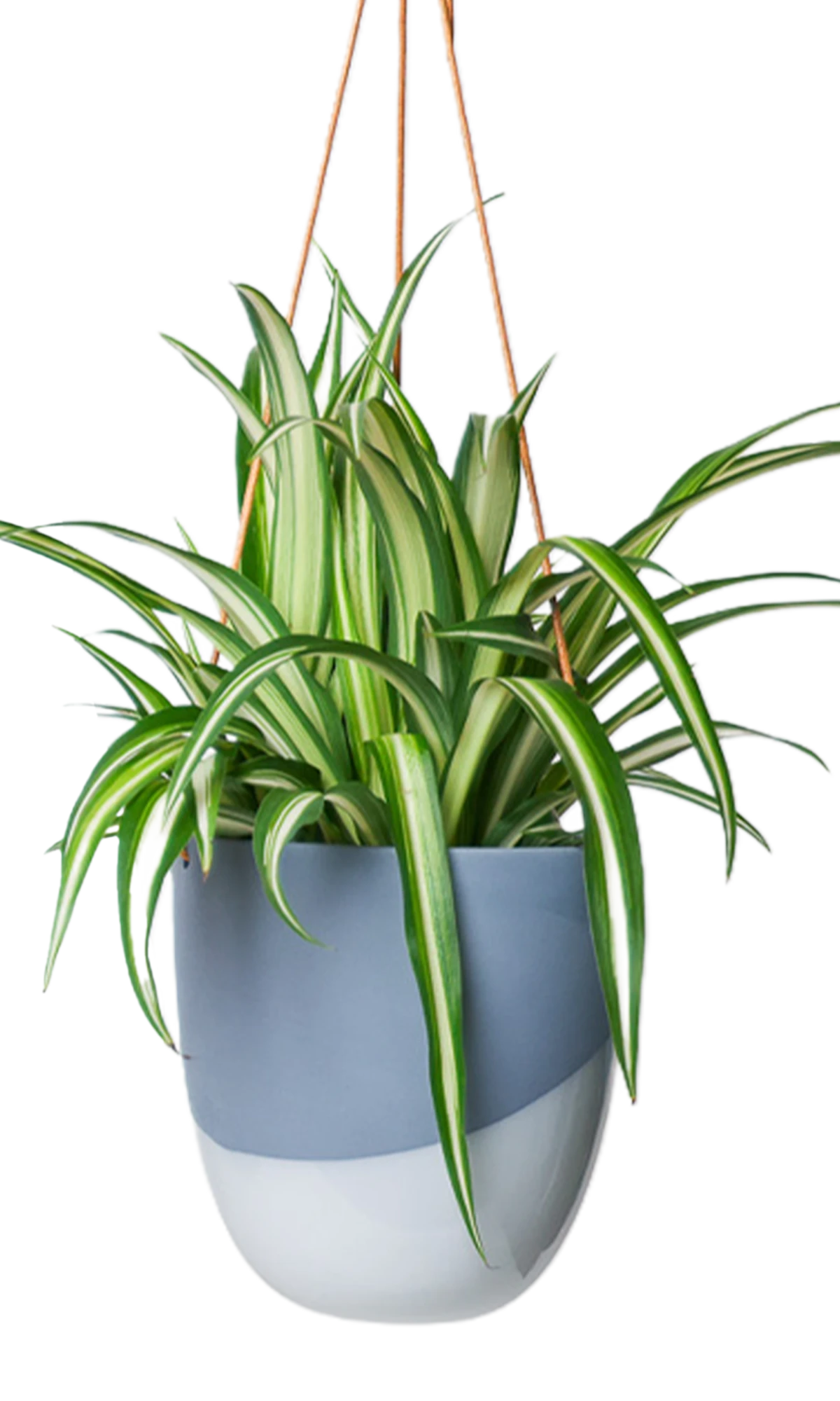 Chive Bobbin blue grey porcelain hanging planter pot with no drainage styled with a spider plant.