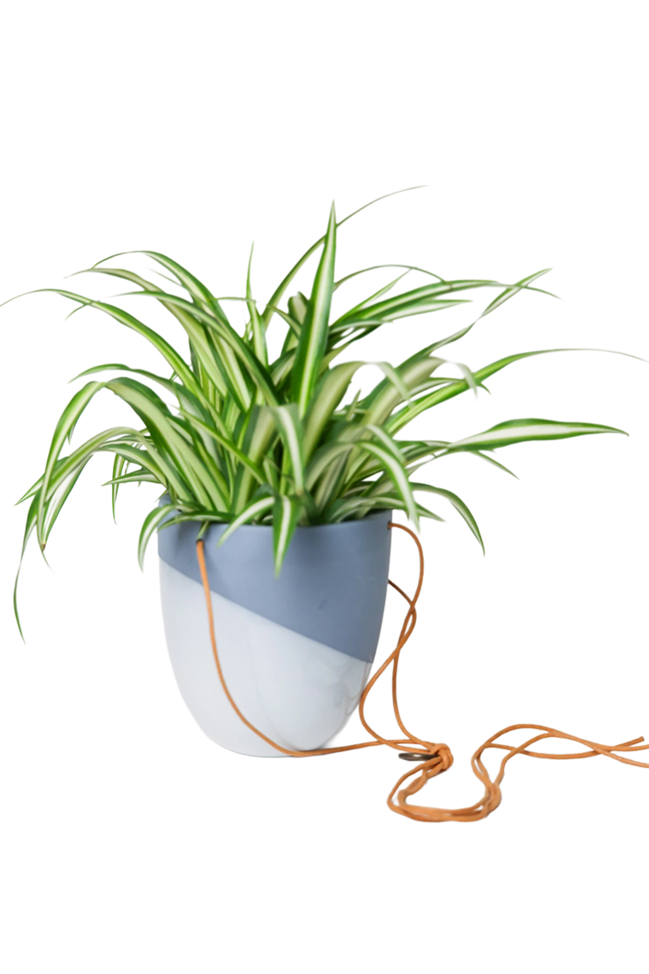Chive Bobbin blue grey porcelain hanging planter pot styled with a spider plant with cord loosely dropped.