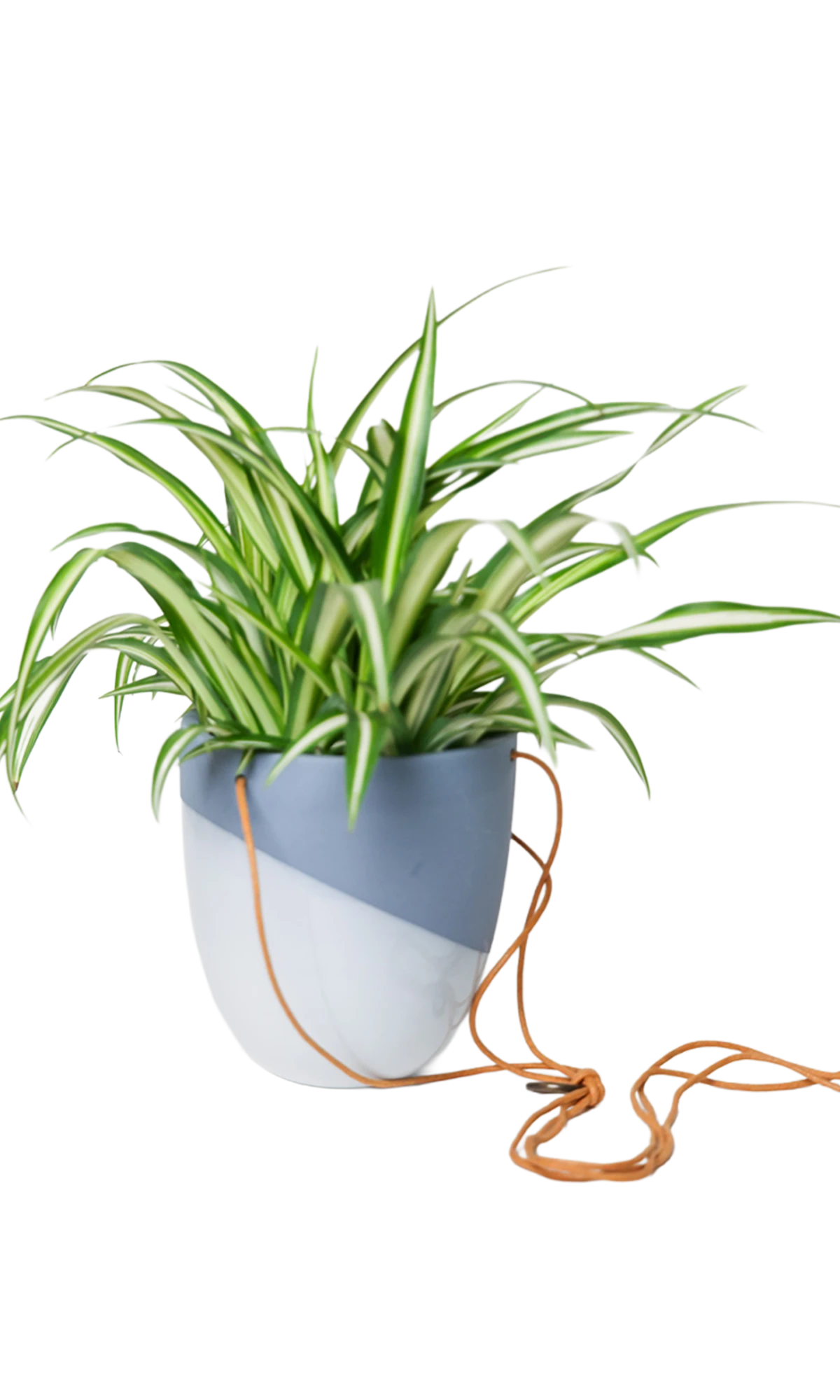 Chive Bobbin blue grey porcelain hanging planter pot styled with a spider plant with cord loosely dropped.