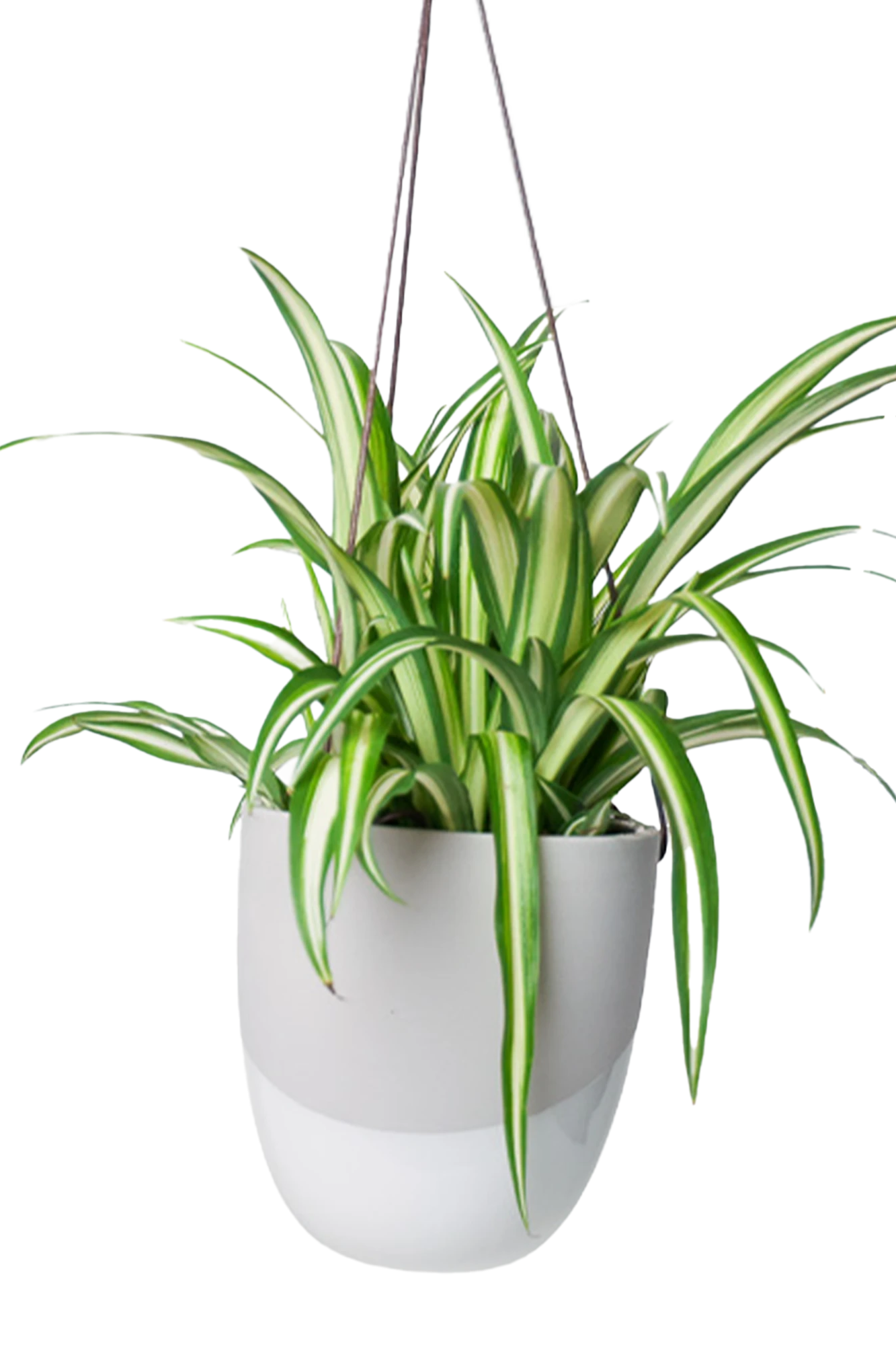 Chive Bobbin light grey porcelain hanging planter pot with no drainage styled with a spider plant.