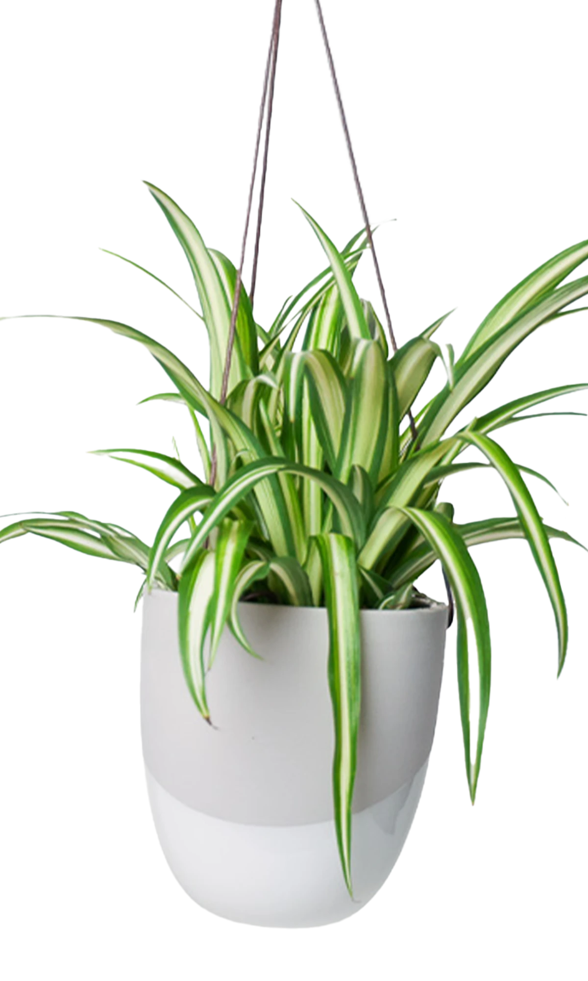 Chive Bobbin light grey porcelain hanging planter pot with no drainage styled with a spider plant.