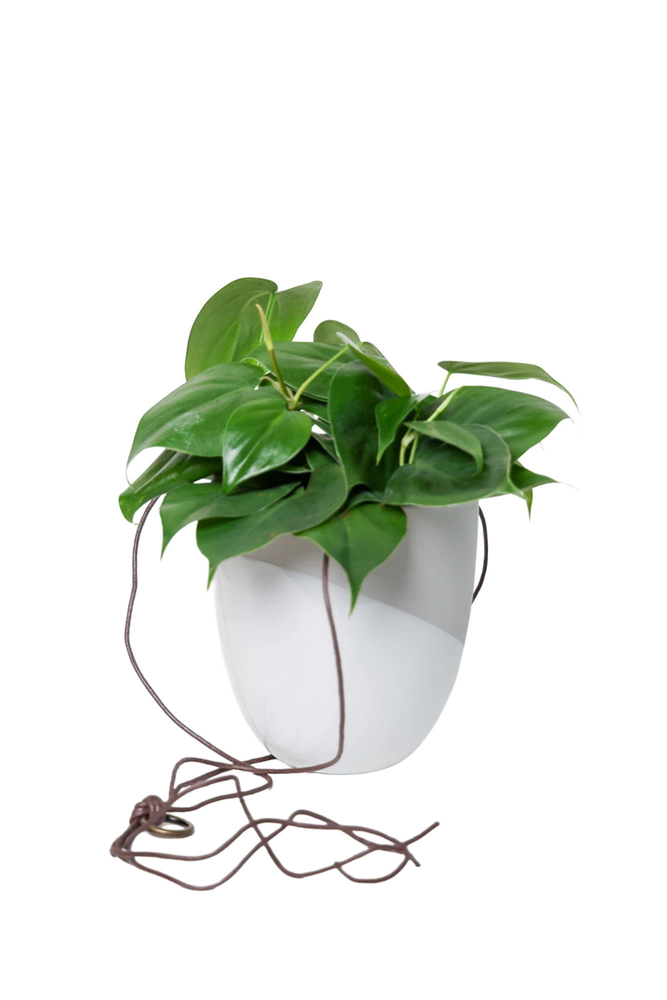 Chive Bobbin light grey porcelain hanging planter pot without drainage styled with a philodendron plant.