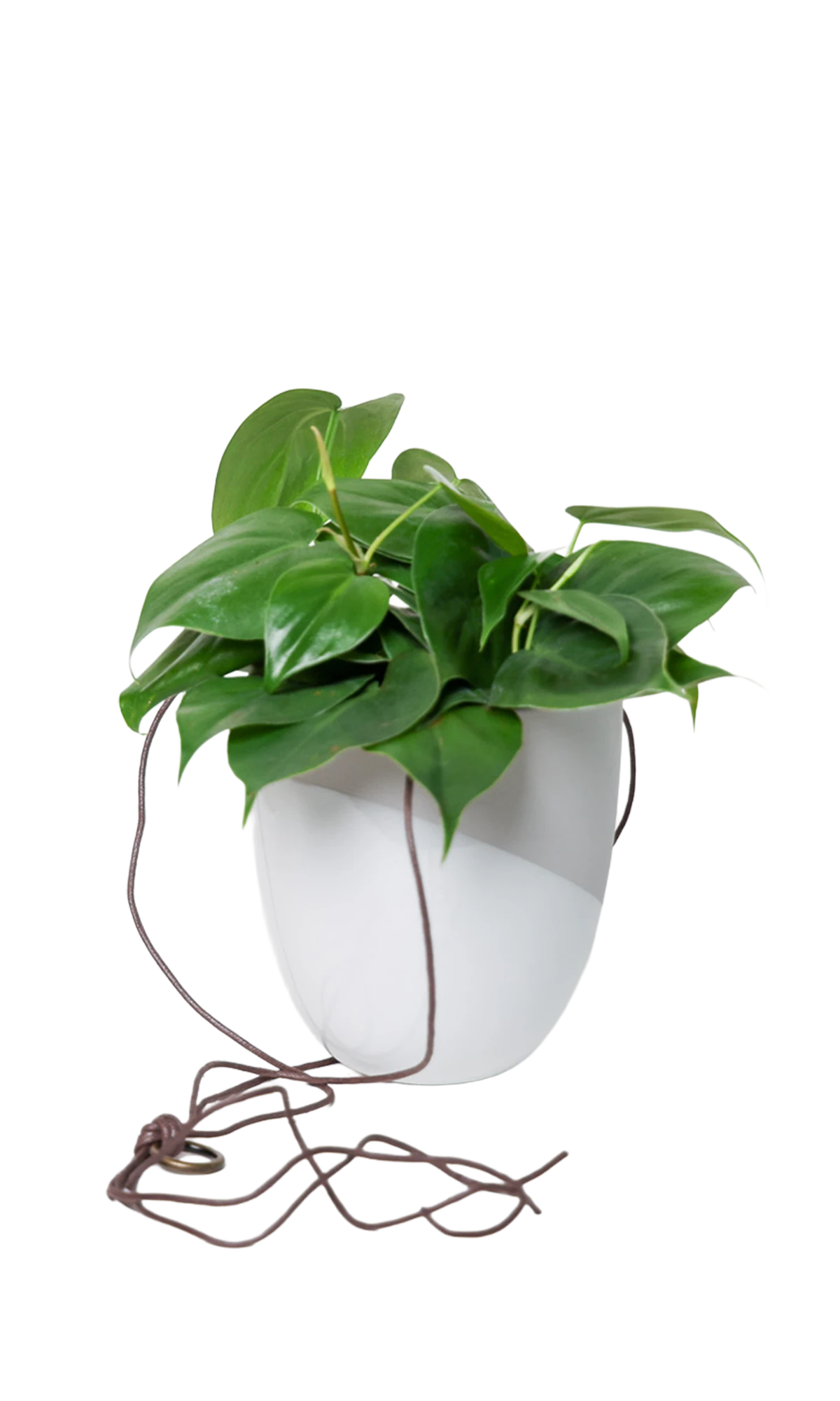 Chive Bobbin light grey porcelain hanging planter pot without drainage styled with a philodendron plant.