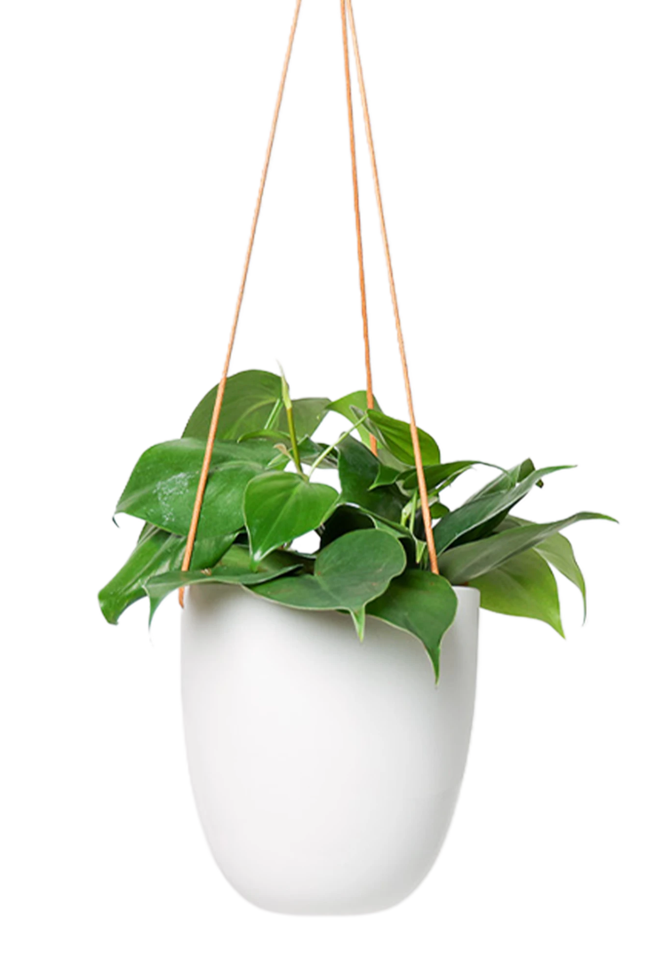 Chive Bobbin white porcelain hanging planter pot without drainage styled with a philodendron plant.