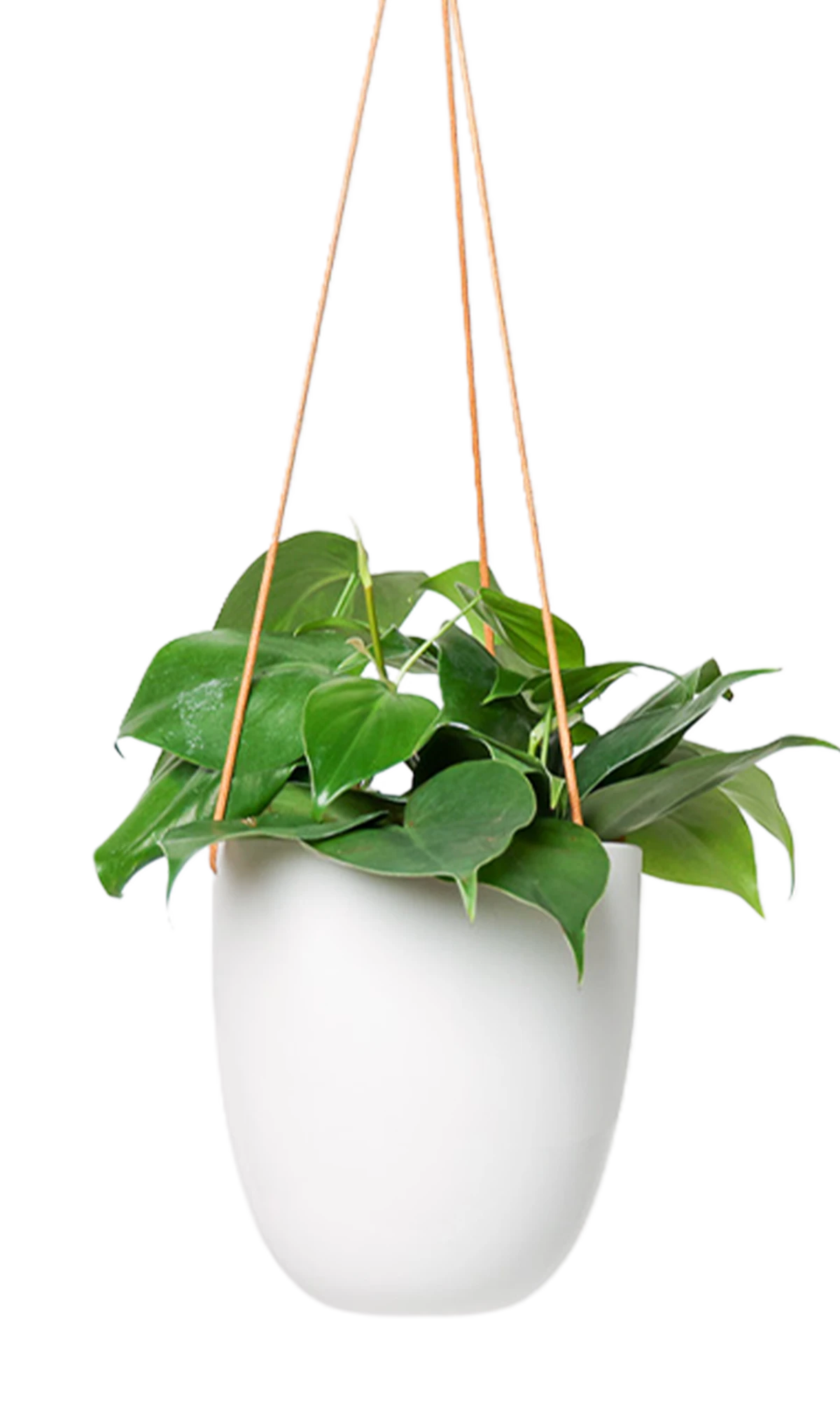 Chive Bobbin white porcelain hanging planter pot without drainage styled with a philodendron plant.