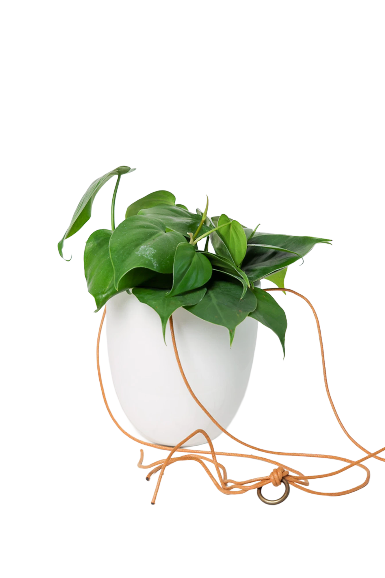 Chive Bobbin white porcelain hanging planter pot without drainage styled with a philodendron plant.