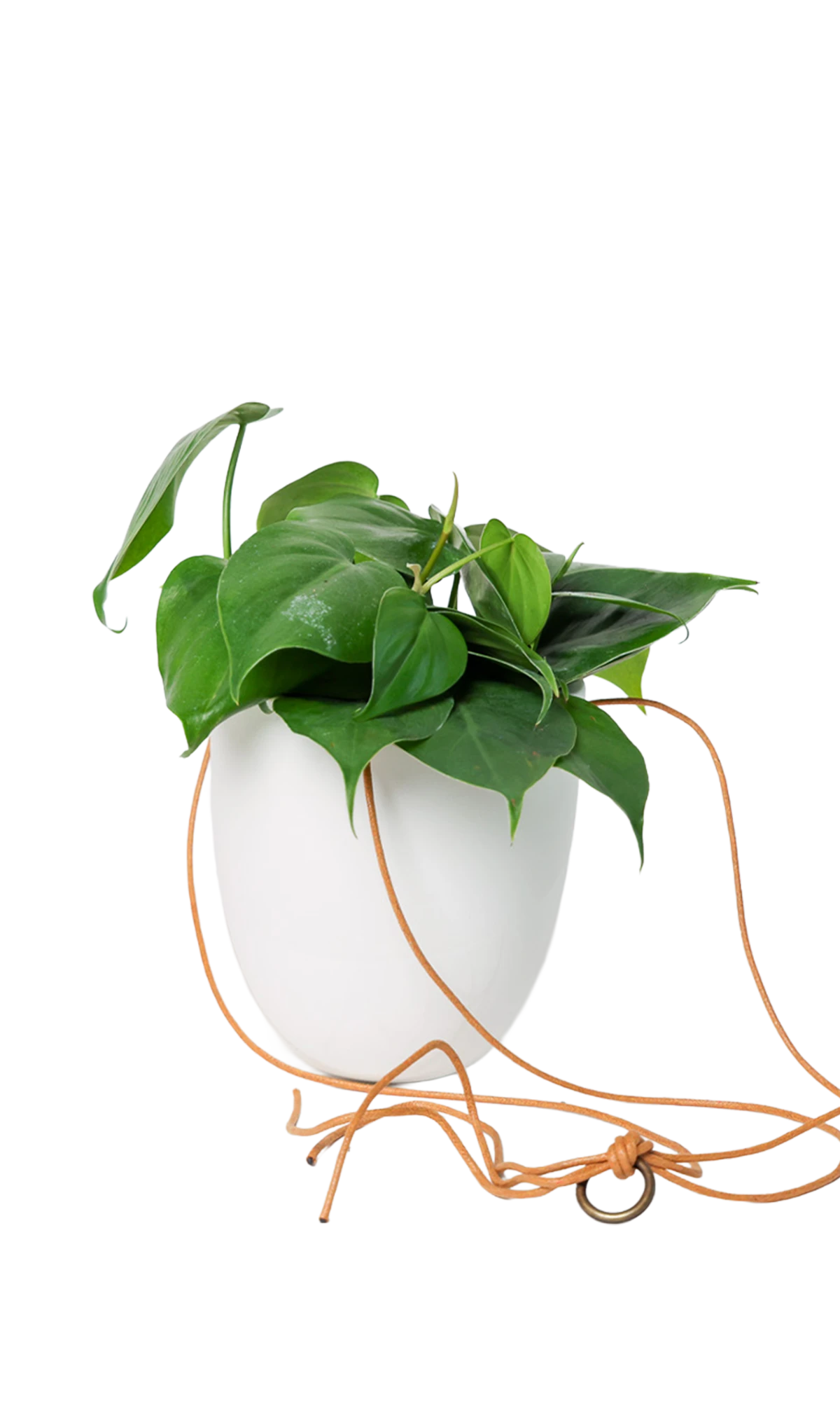 Chive Bobbin white porcelain hanging planter pot without drainage styled with a philodendron plant.