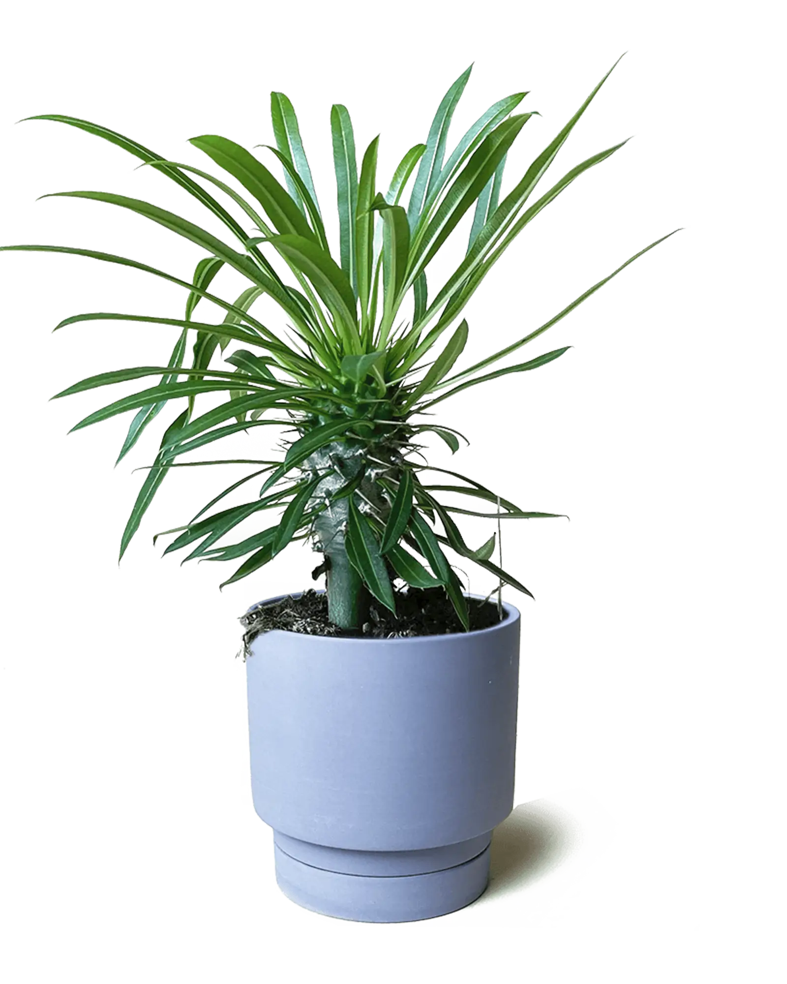 Chive Casey blue grey matte Porcelain medium planter holding a lady palm with ridged saucer.