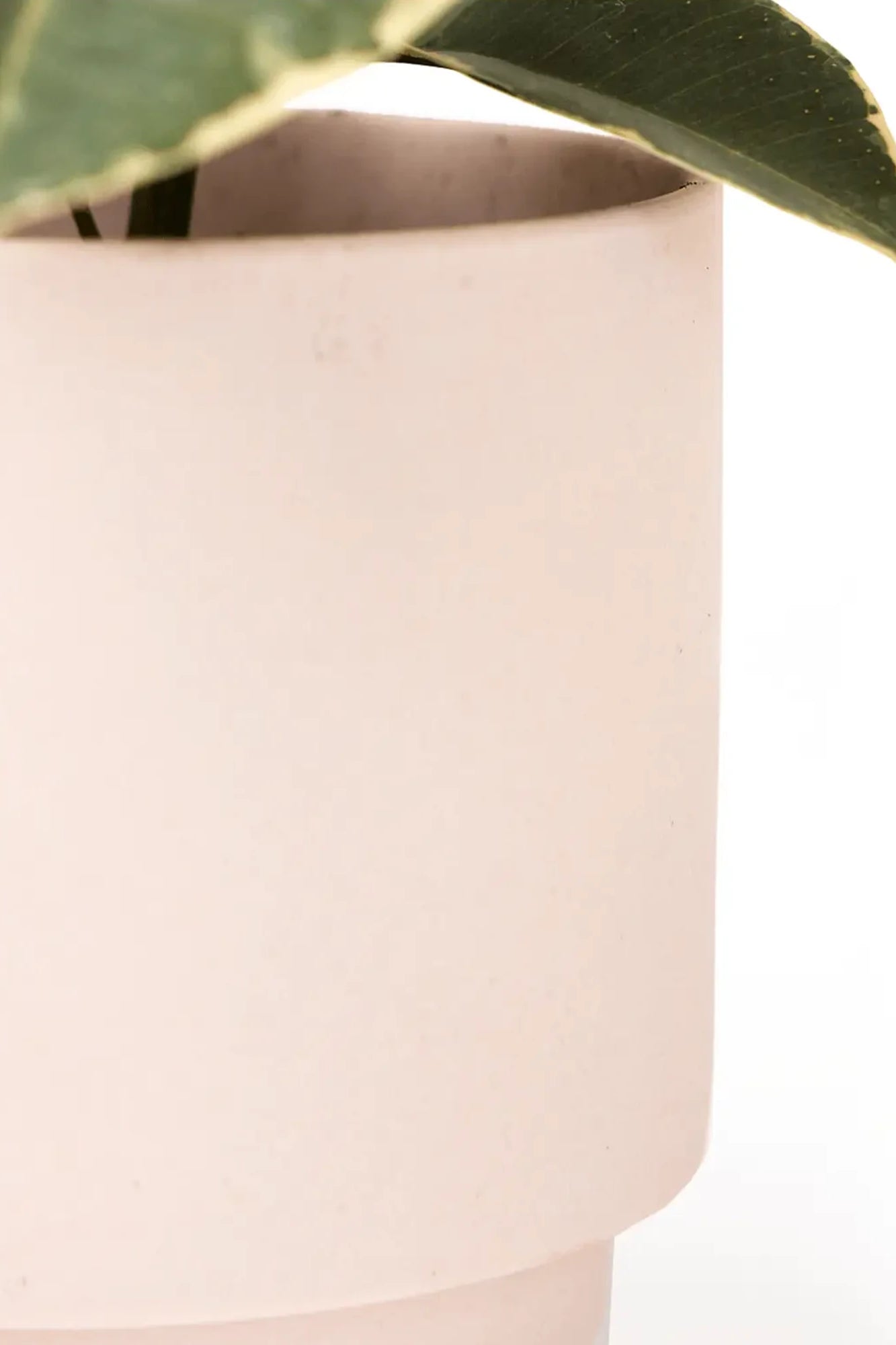 Close up of Chive Casey pink blush matte Porcelain medium planter holding a plant.