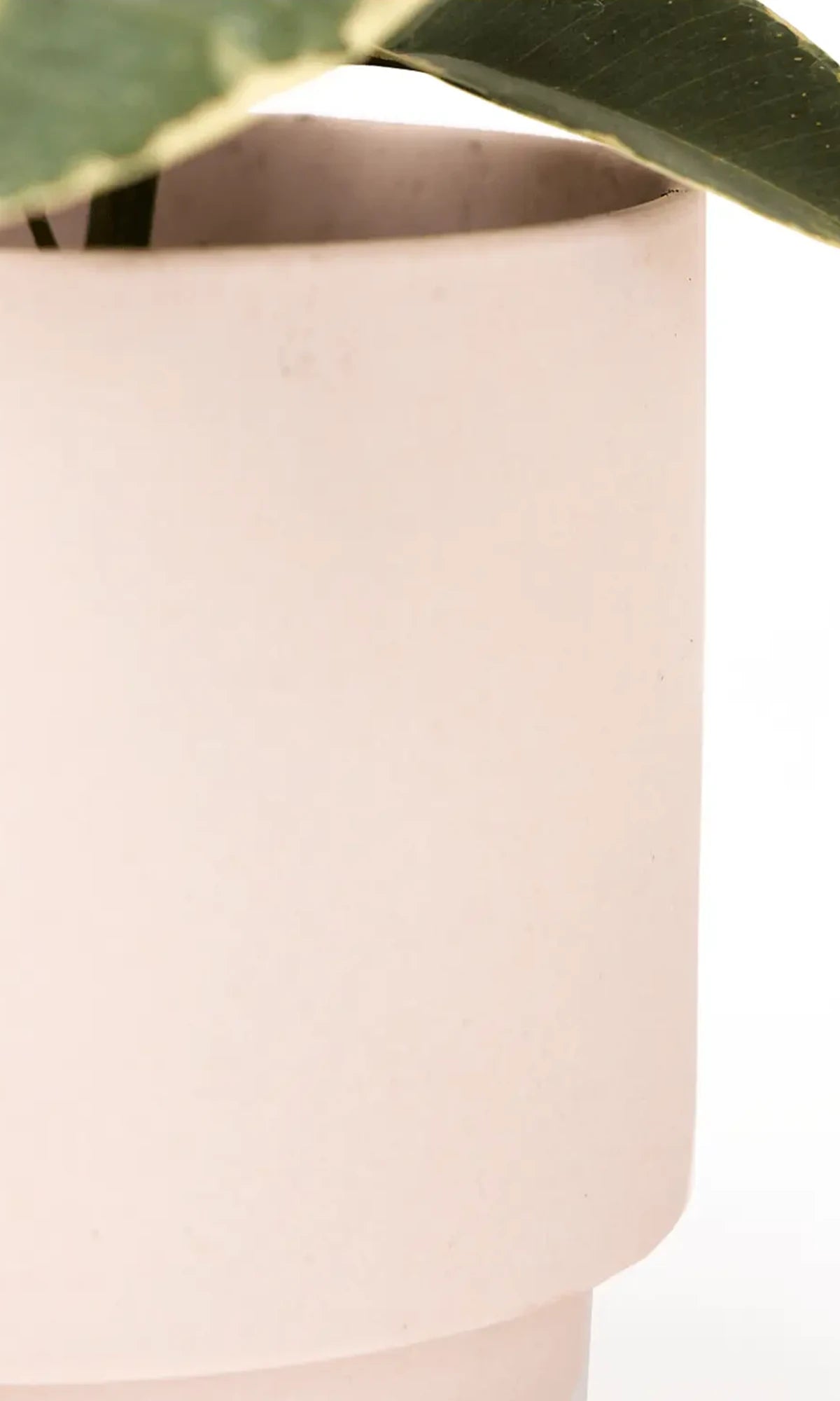 Close up of Chive Casey pink blush matte Porcelain medium planter holding a plant.