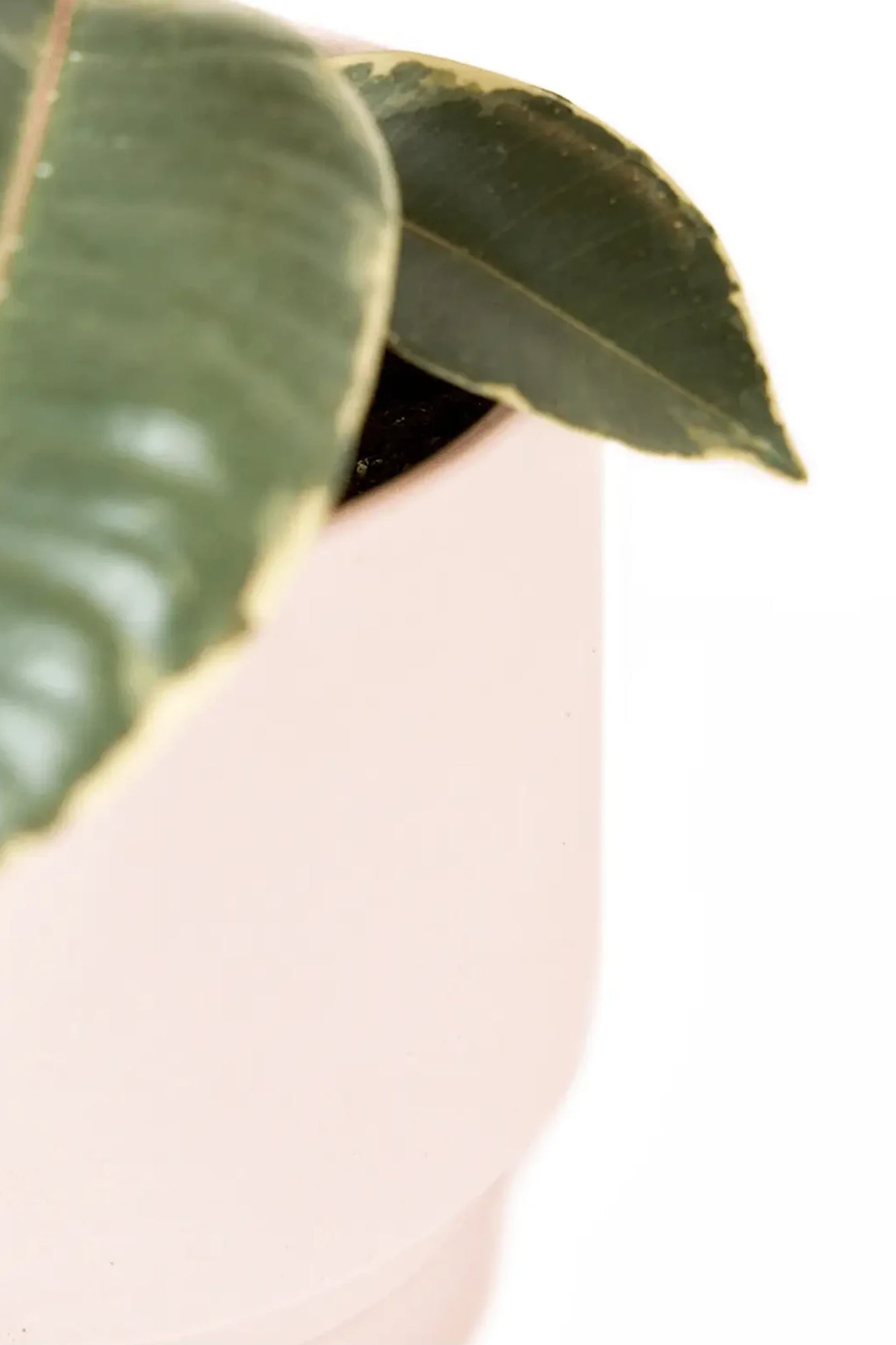 Close up of Chive Casey pink blush matte Porcelain medium planter holding a plant.