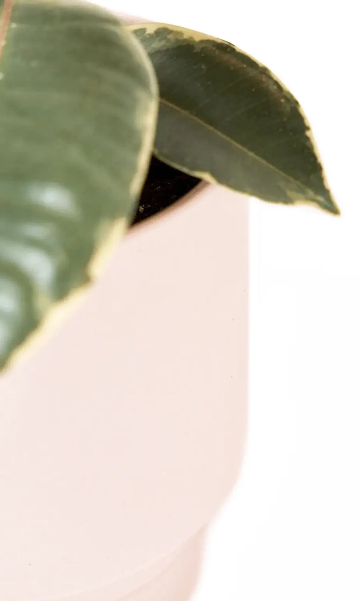 Close up of Chive Casey pink blush matte Porcelain medium planter holding a plant.