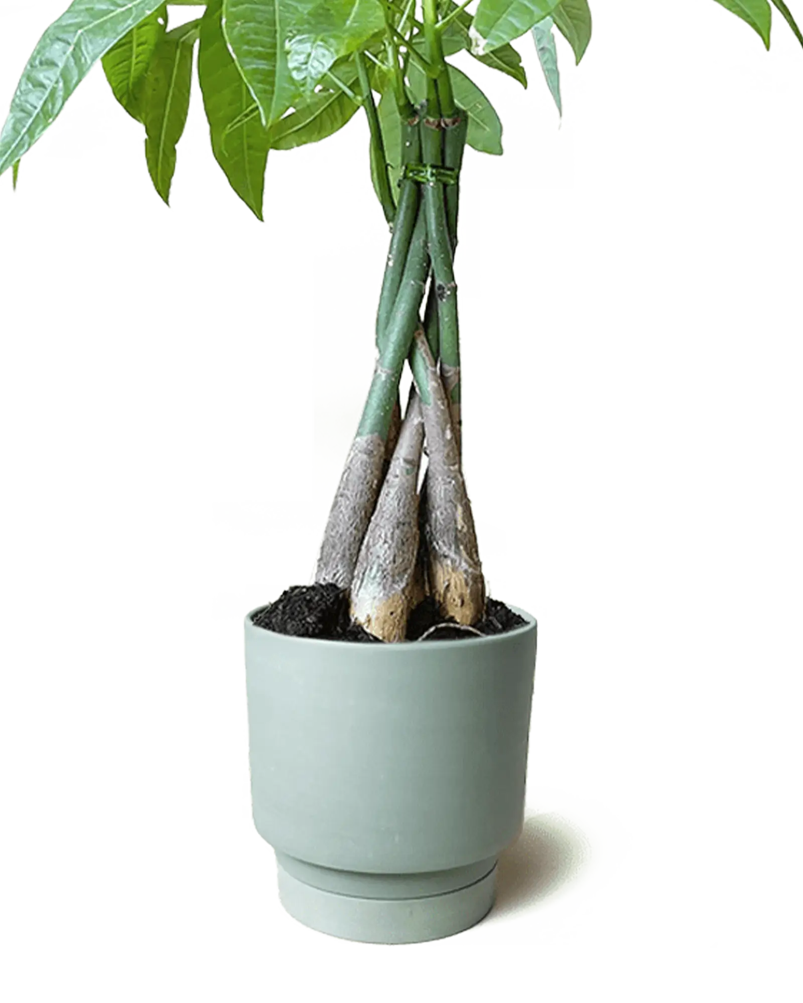 Chive Casey olive matte Porcelain medium planter holding a braided money tree.