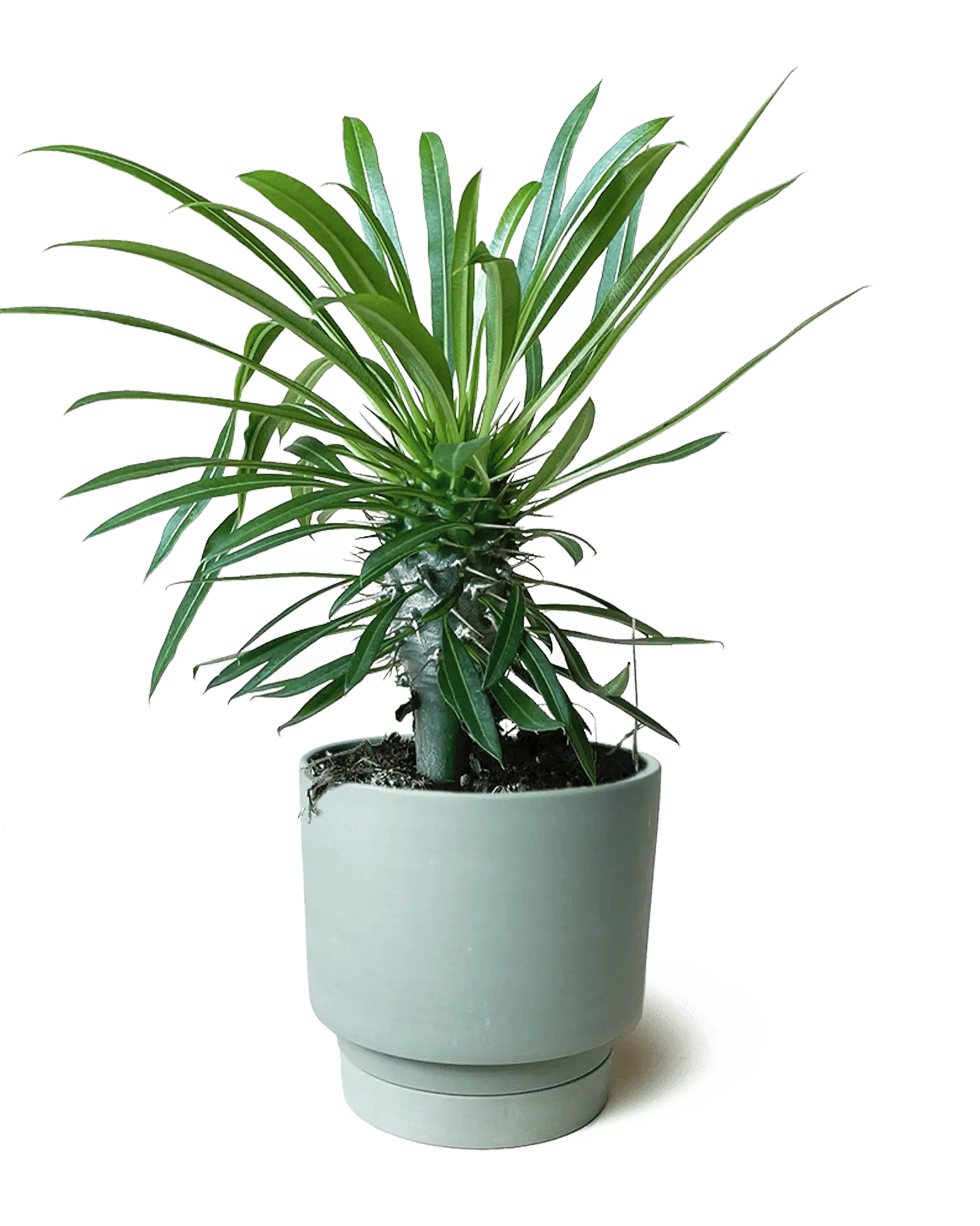 Chive Casey olive matte Porcelain medium planter holding a lady palm with ridged saucer.