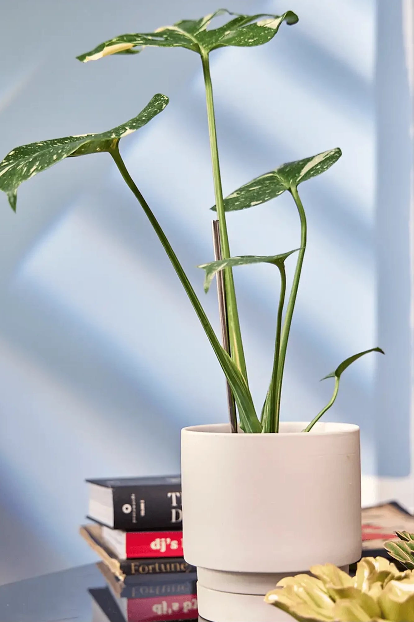 Chive Casey pink blush matte Porcelain medium planter holding a monstera, on a table indoor, against a blue wall.