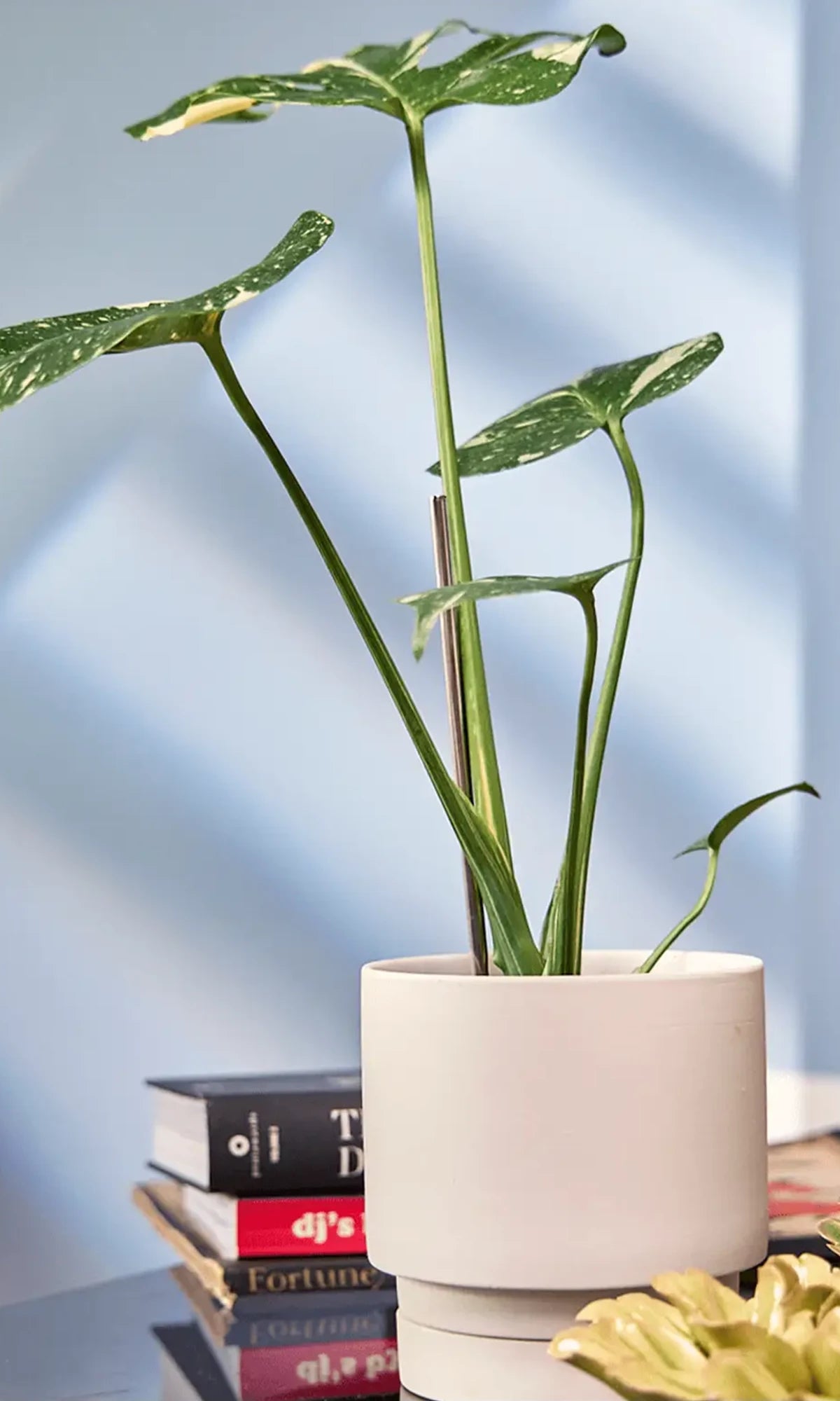Chive Casey pink blush matte Porcelain medium planter holding a monstera, on a table indoor, against a blue wall.