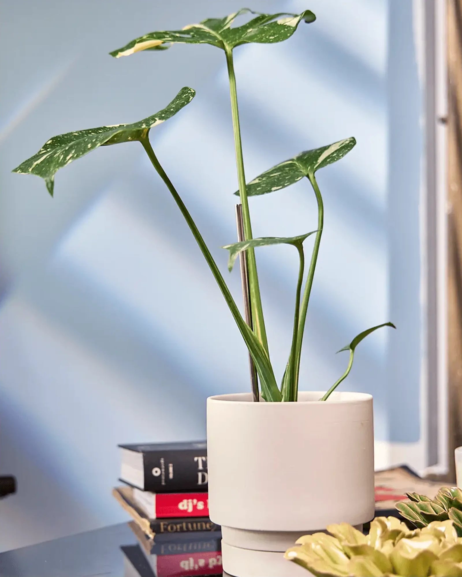 Chive Casey pink blush matte Porcelain medium planter holding a monstera, on a table indoor, against a blue wall.