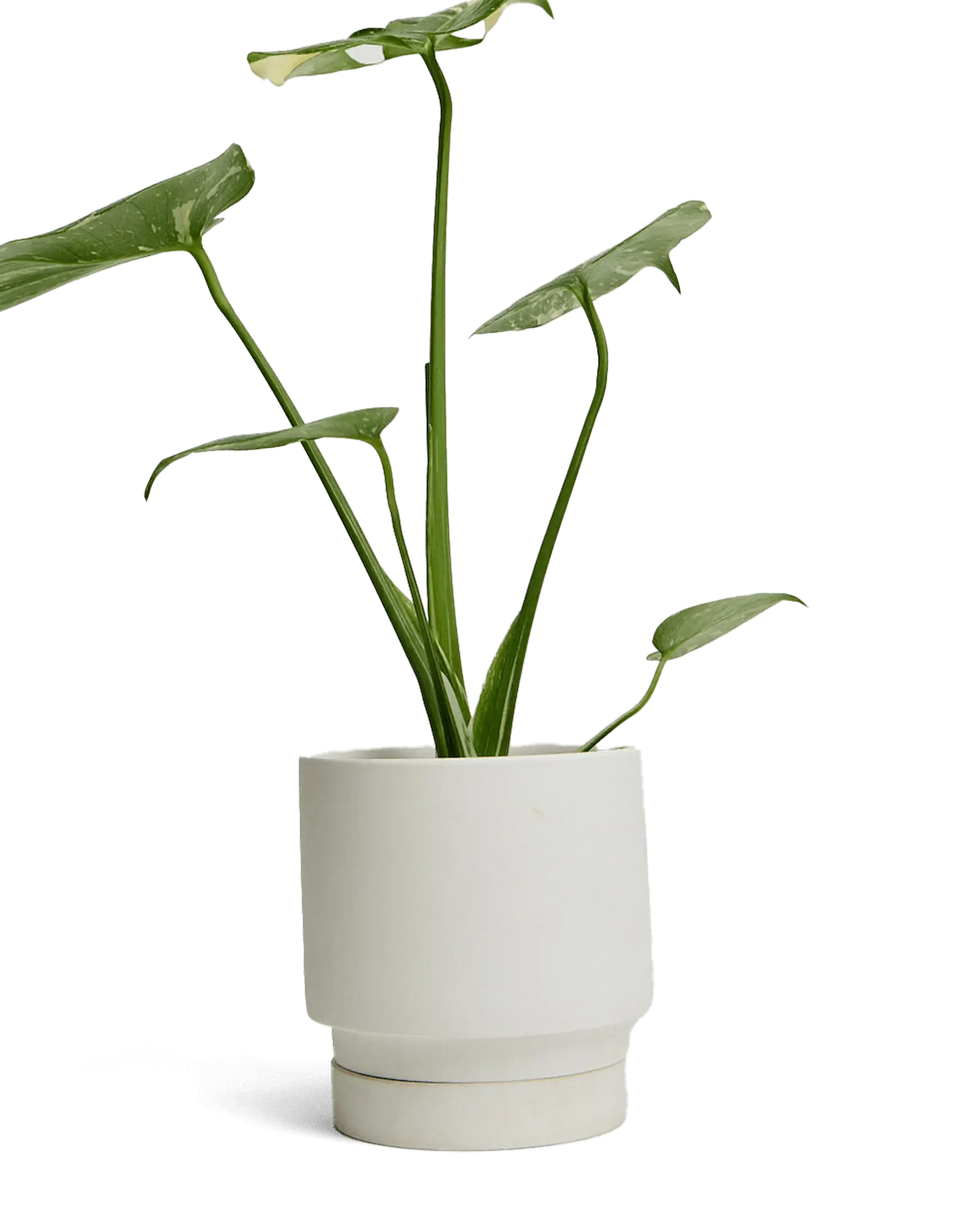 Chive Casey white matte Porcelain medium planter holding a variegated monstera deliciosa.