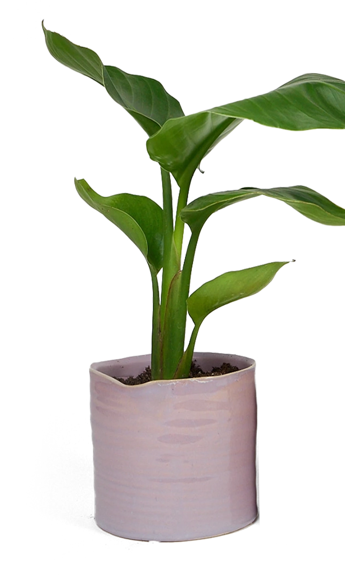 Chive Channa mauve ceramic medium planter pot styled with a plant.
