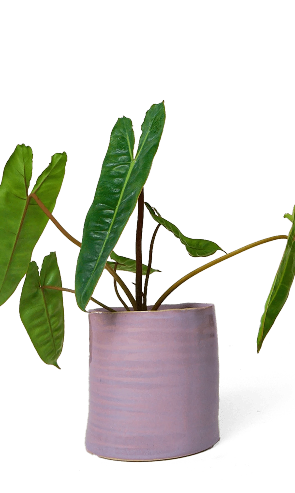 Chive Channa mauve white speckled ceramic small planter pot styled with a plant.