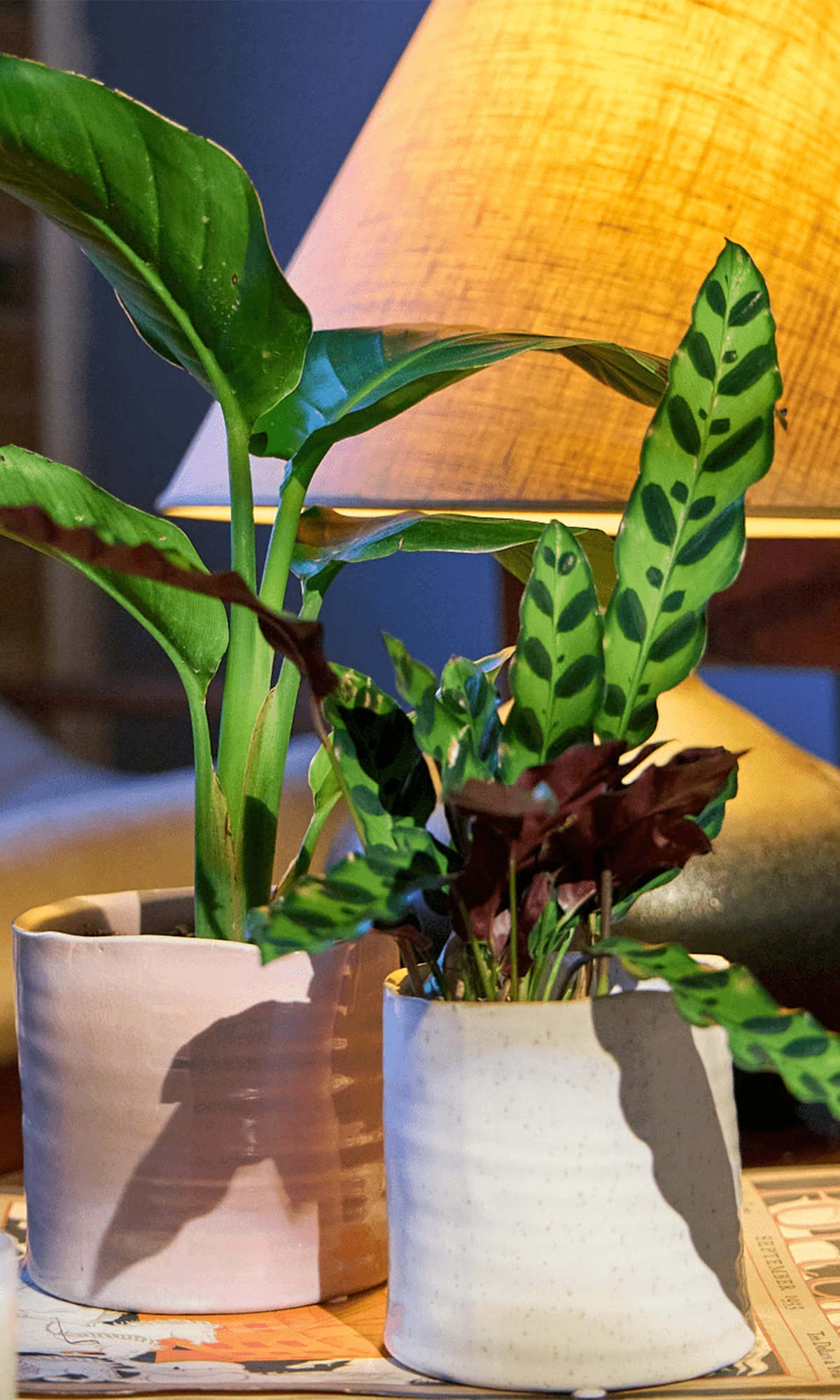 Two Chive Channa ceramic small planters in mauve and white styled with a plant on a table next to a lamp.