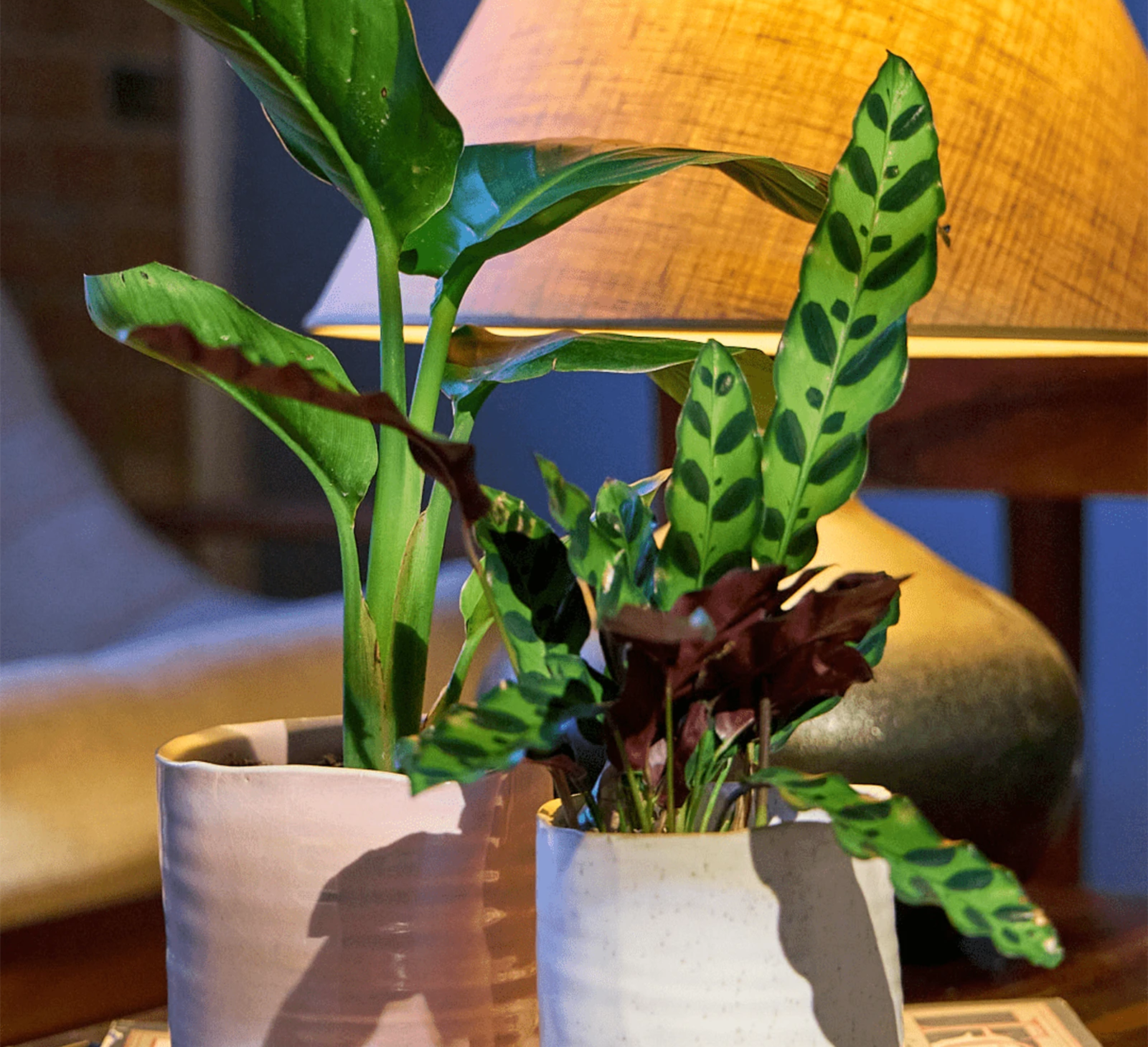 Two Chive Channa ceramic small planters in mauve and white styled with a plant on a table next to a lamp.