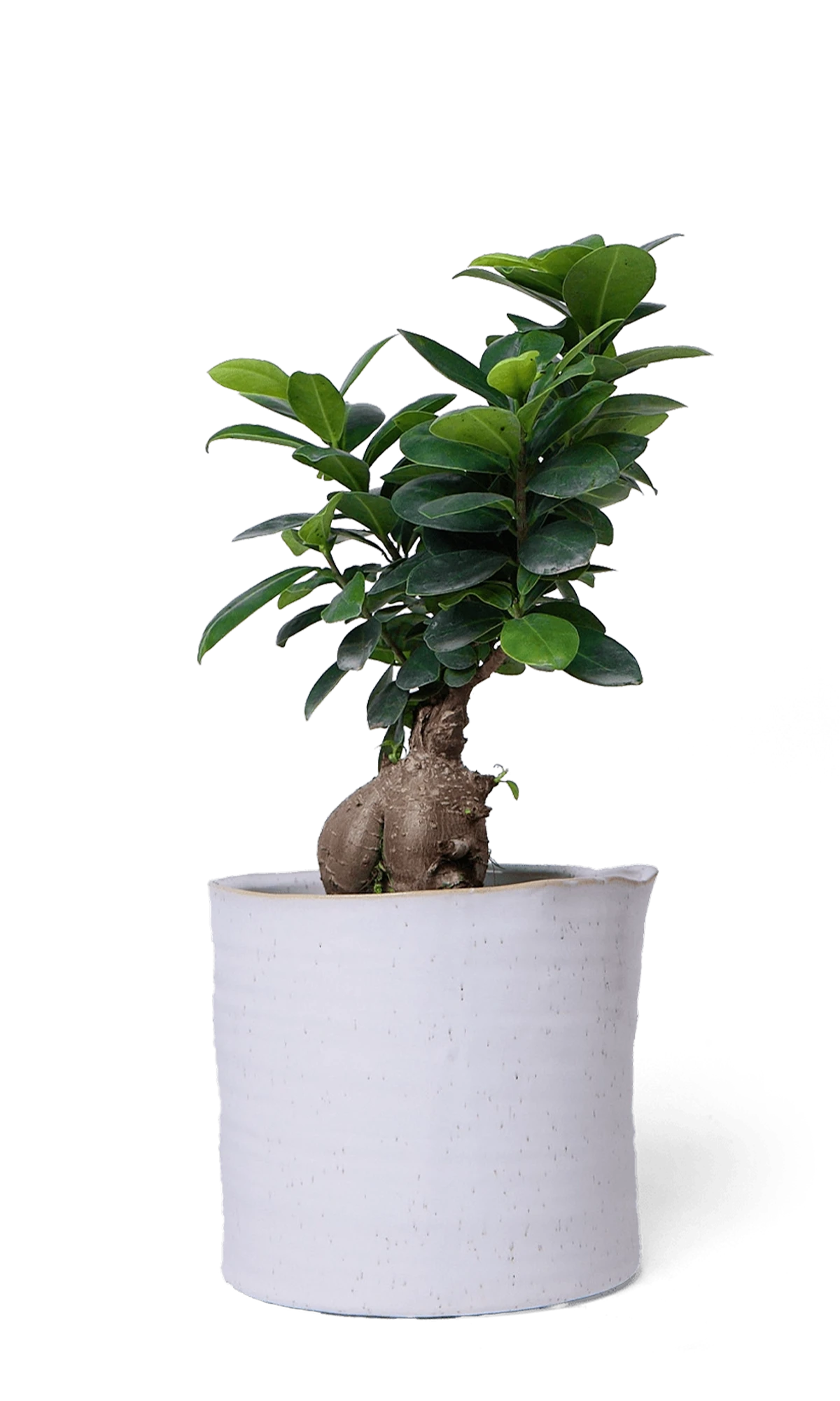 Chive Channa white speckles ceramic medium planter pot styled with a plant.