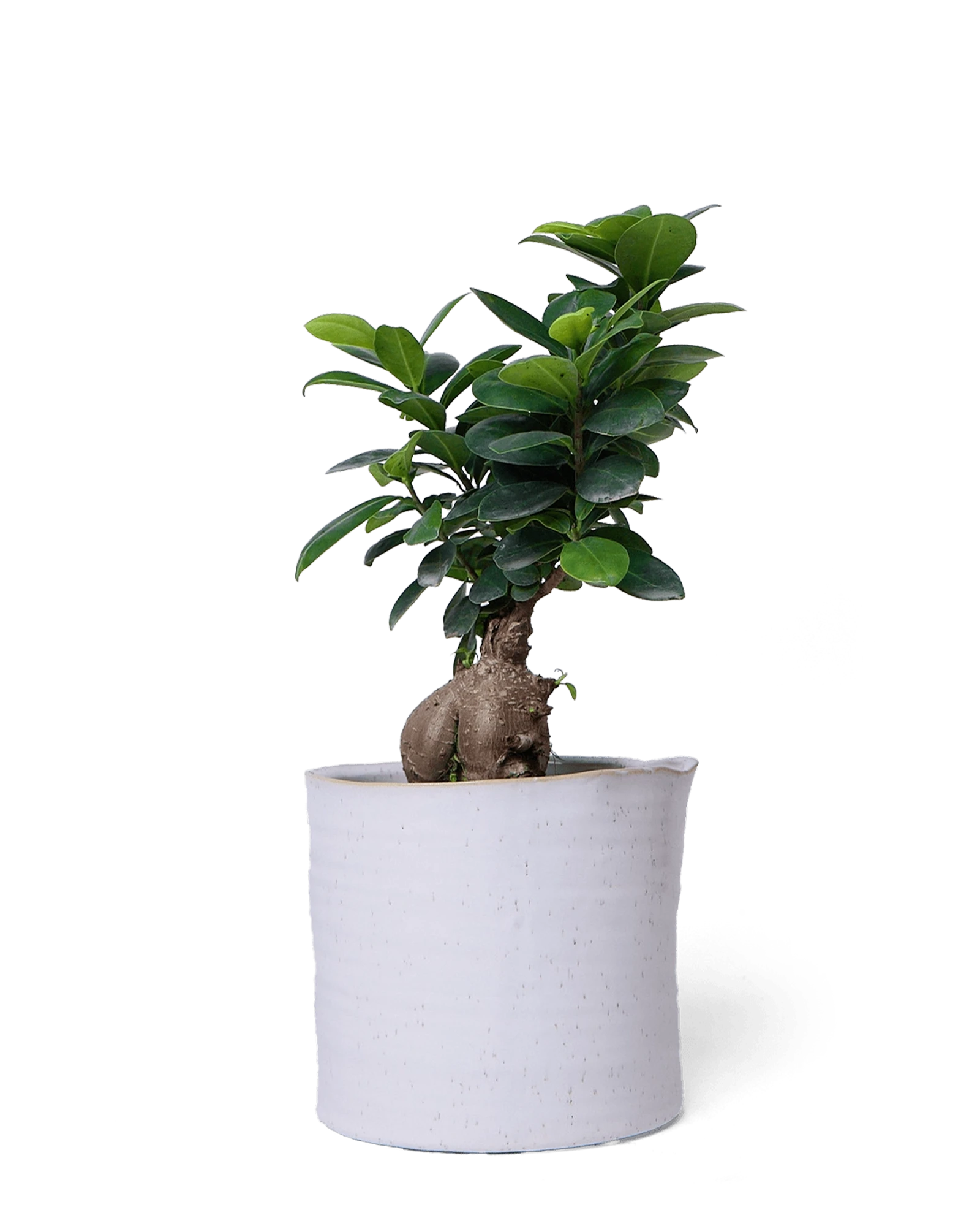 Chive Channa white speckles ceramic medium planter pot styled with a plant.