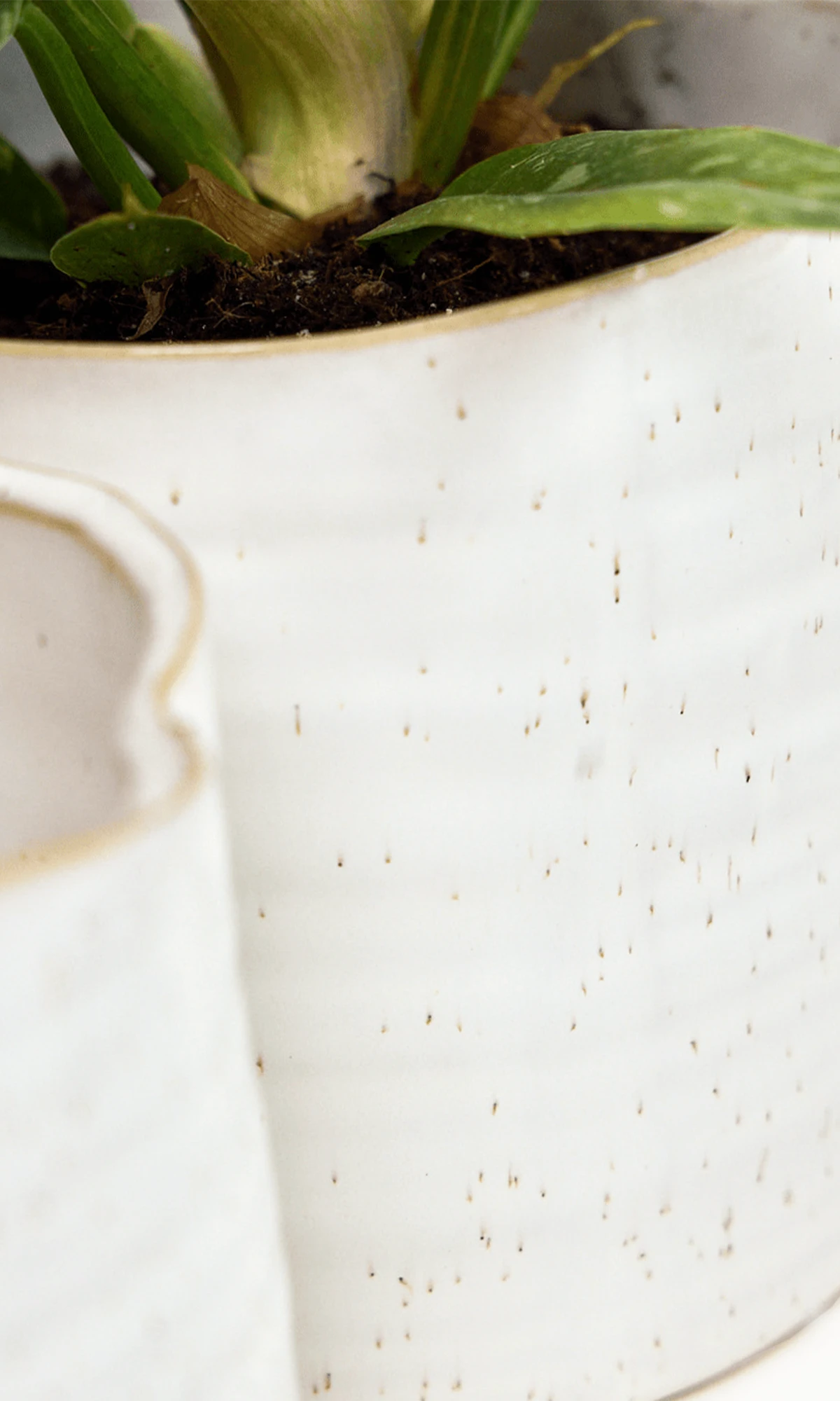 Close-up of the speckles pattern on a Chive Channa white speckles ceramic medium pot.