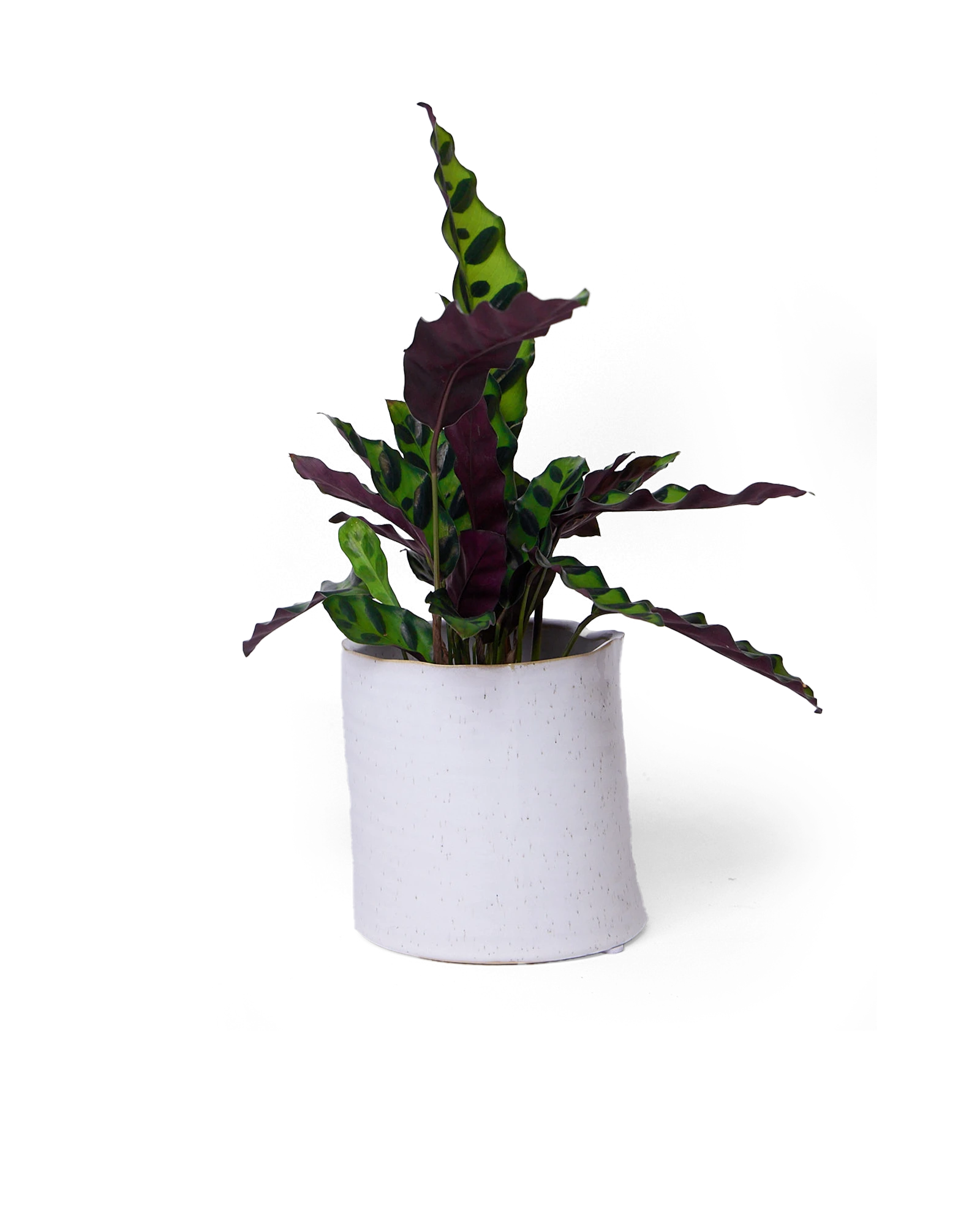 Chive Channa white speckled ceramic small planter pot styled with a plant.