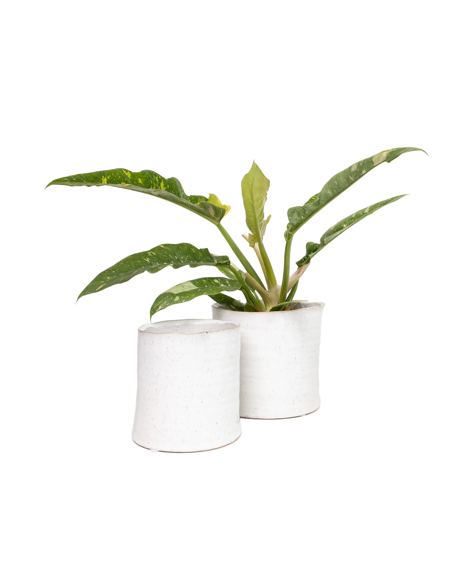 Two Chive Channa ceramic small planters in white speckles styled with a plant.