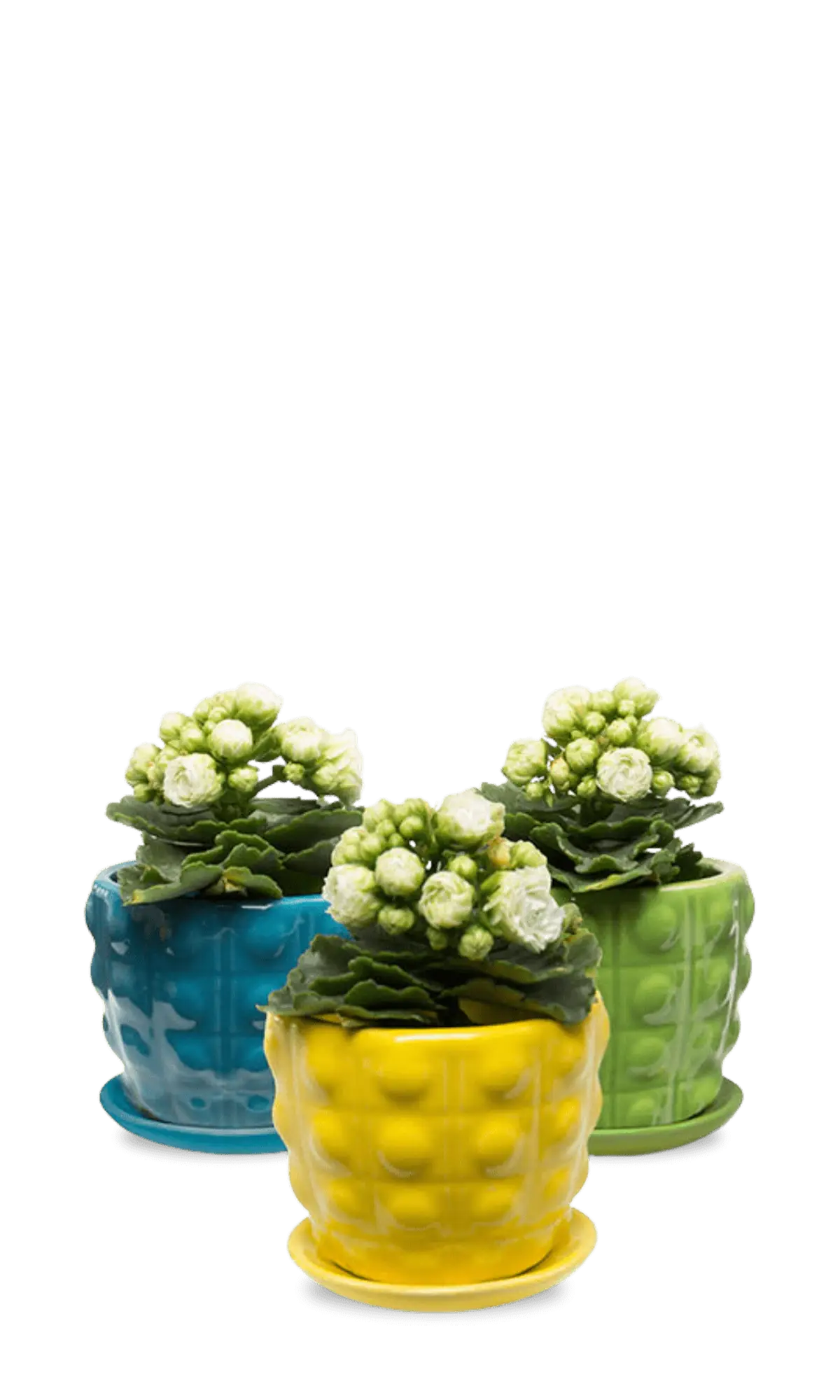 Chive Convex glazed ceramic medium planters in cobalt, green, and yellow holding kalanchoe.